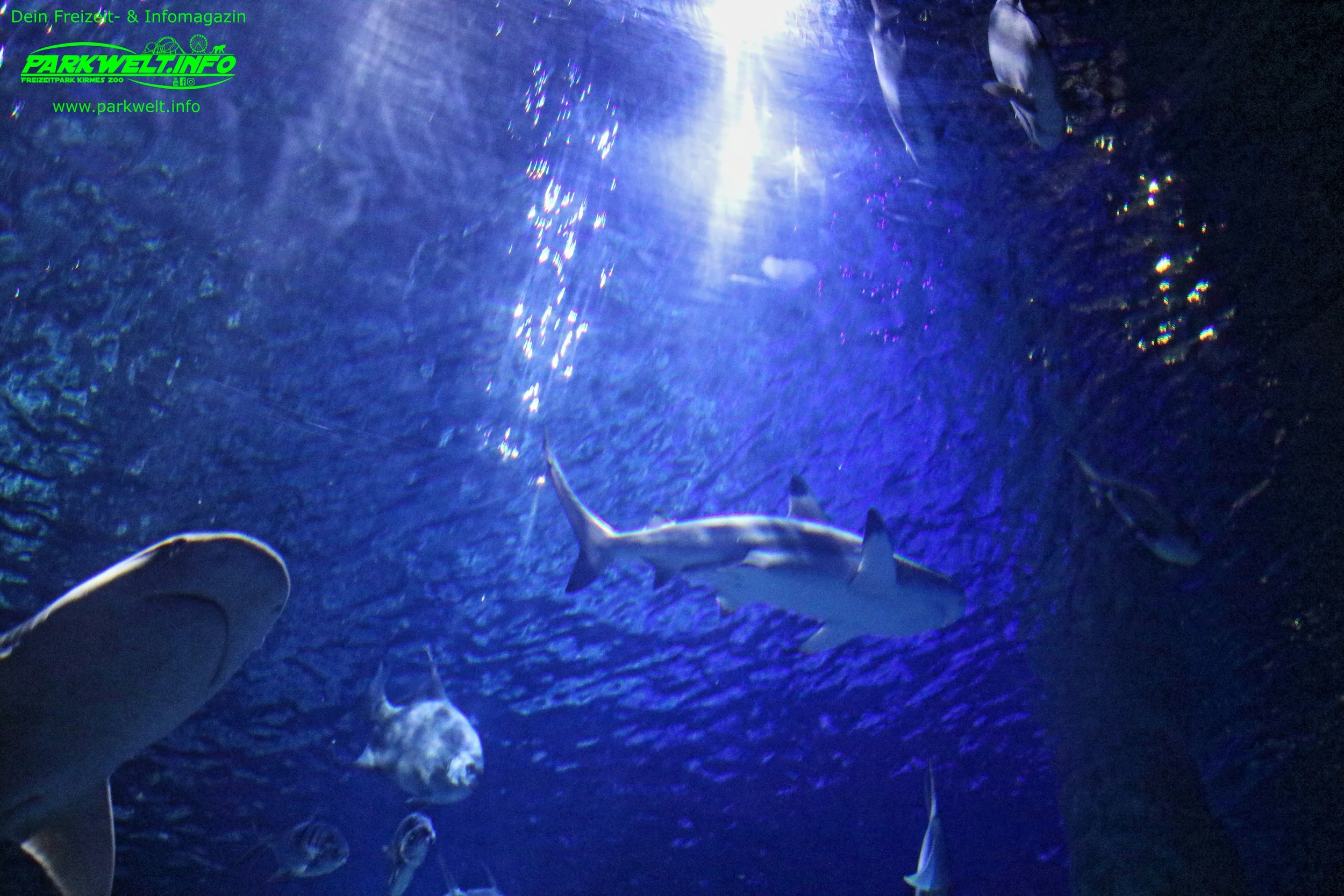 Sea Life Hannover Aquarium Ausflugsziel Fische Niedersachsen Merlin Familienzeit Rabatt Attraktionen Park Plan Bilder Anfahrt Adresse 