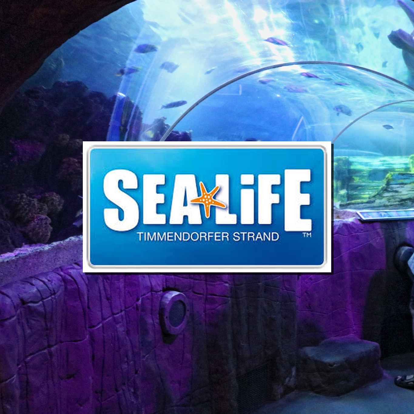 Ein Aquarium bei Sea Life Timmendorfer Strand Sea Life Timmendorfer Strand Aquarium Infos Bilder Anfahrt Parkplatz Adresse Attraktionen Preise