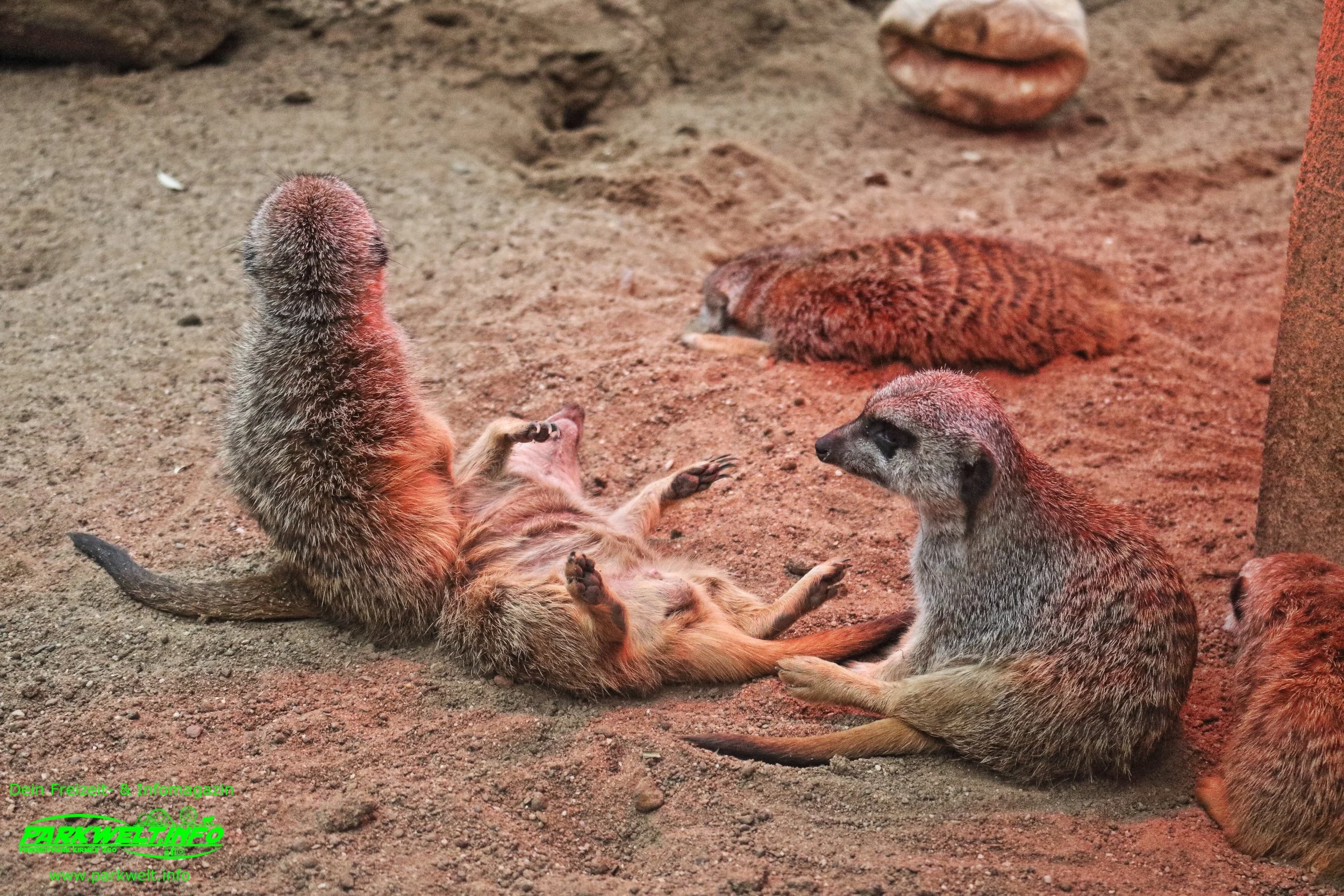 Zoom Erlebniswelt Gelsenkirchen Zoo Tierpark Nordrhein Westfalen Info Alaska Asien Afrika Adresse Familie  Bilder Park Plan Map Guide