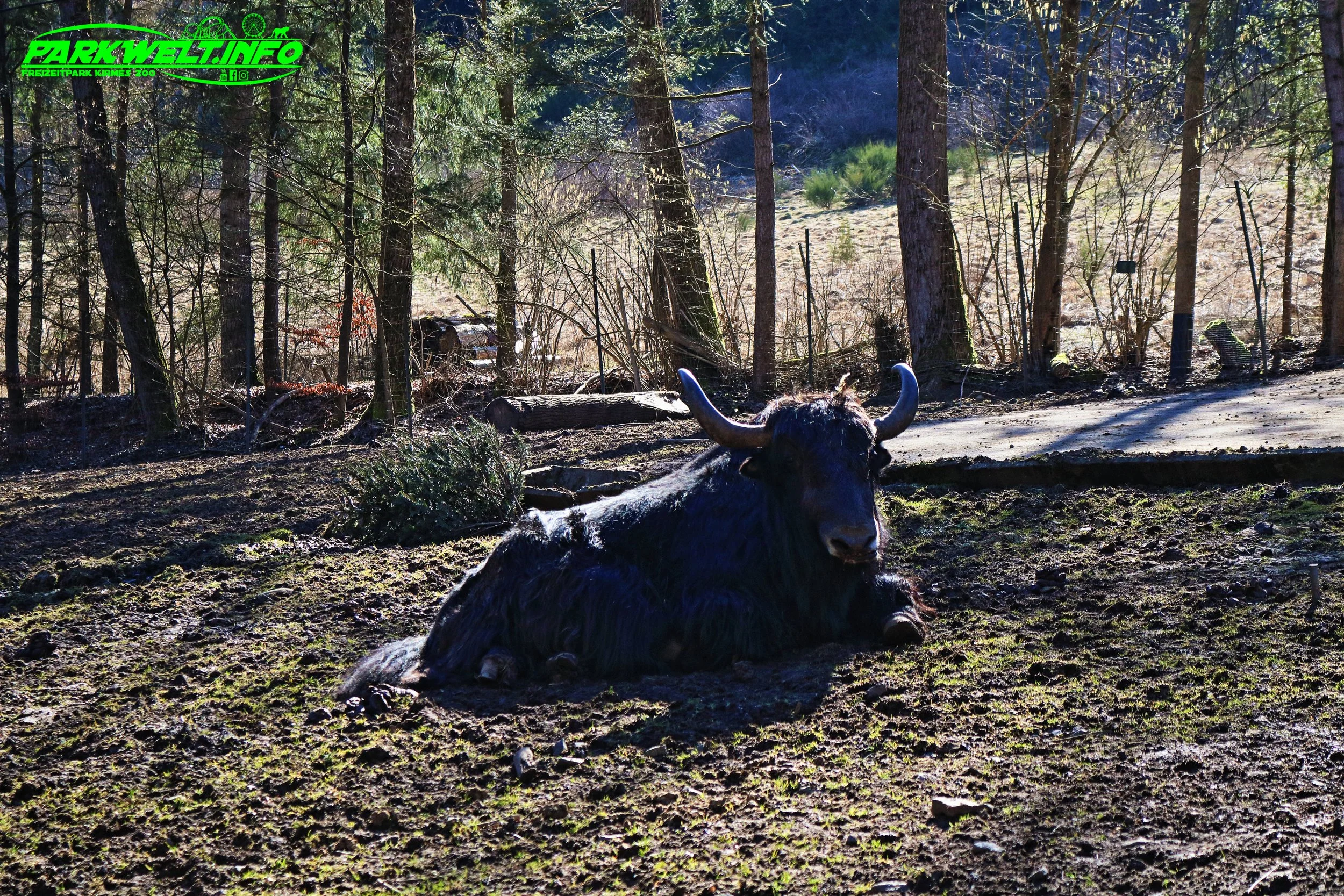 Eifel Zoo Wildpark Tiere Tierpark Lünebach Park Plan Info Adresse Anfahrt Info Map Guide Park Plan Fotos Bilder Attraktionen