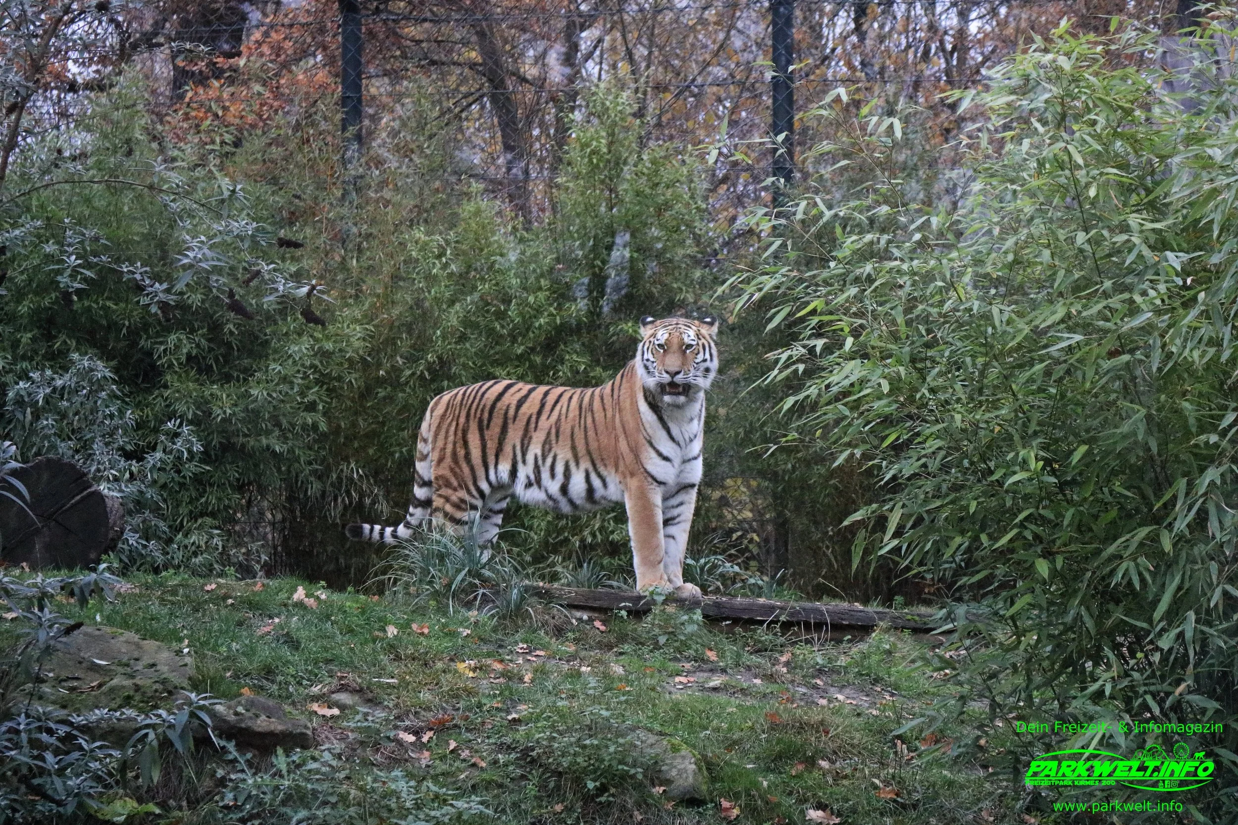 Zoom Erlebniswelt Gelsenkirchen Zoo Tierpark Nordrhein Westfalen Info Alaska Asien Afrika Adresse Familie  Bilder Park Plan Map Guide