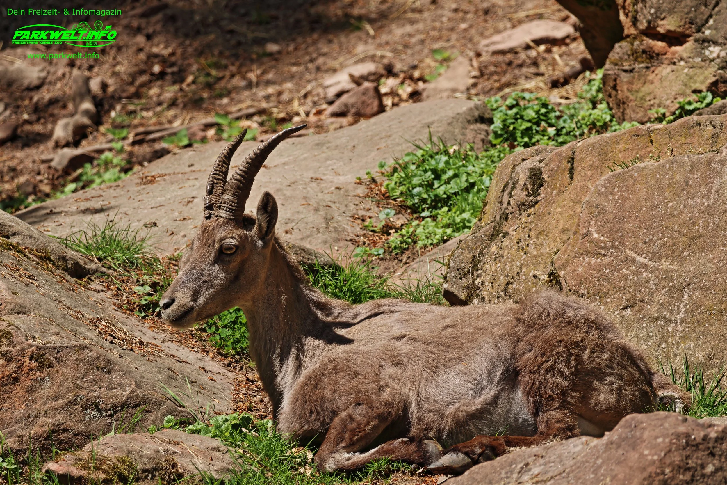 Kurpfalz Park Freizeitpark Wachenheim Tiere Attraktionen Wildpark