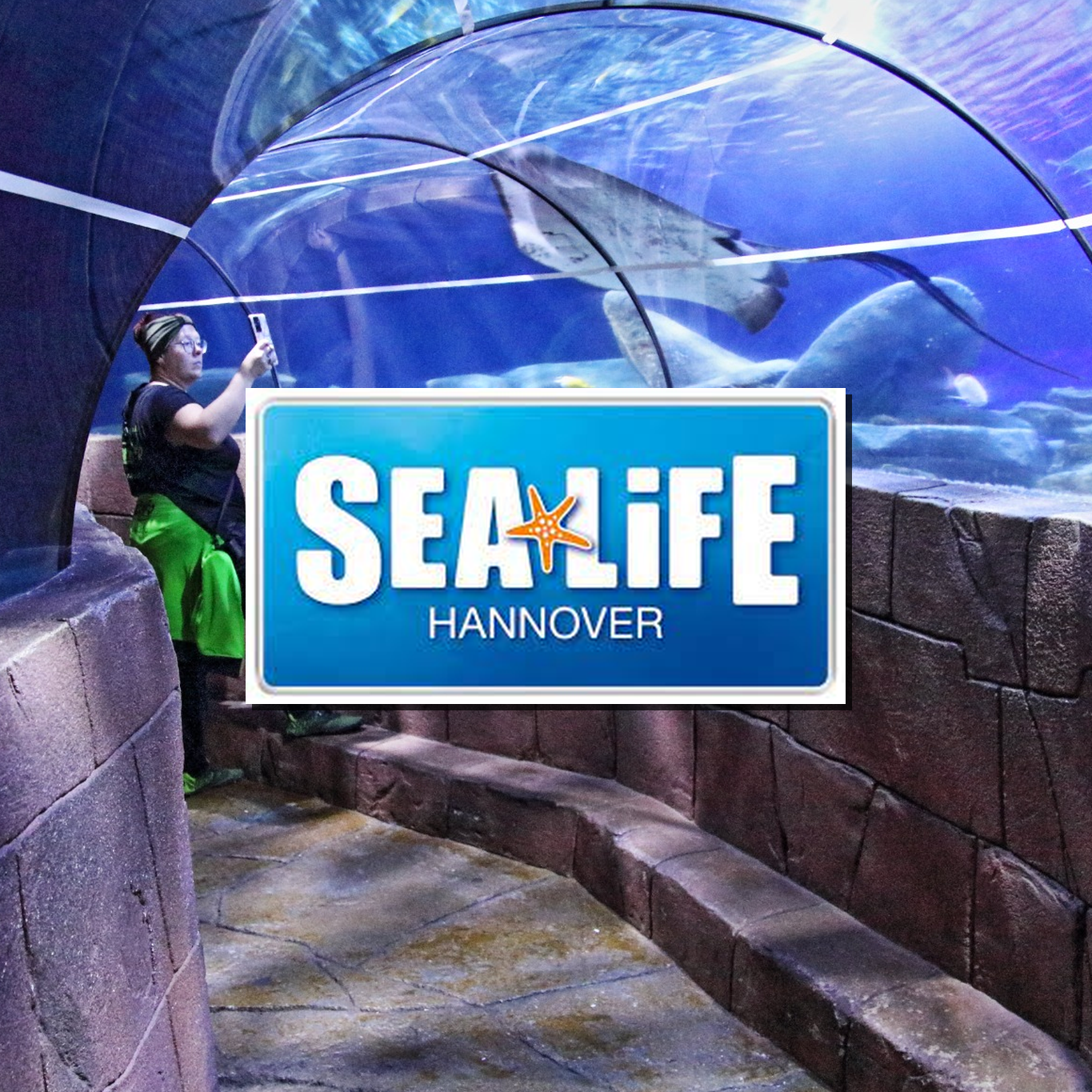 Ein Aquarium mit Haien Sea Life Hannover Aquarium Ausflugsziel Fische Niedersachsen Merlin Familienzeit Rabatt Attraktionen Park Plan Bilder Anfahrt Adresse 