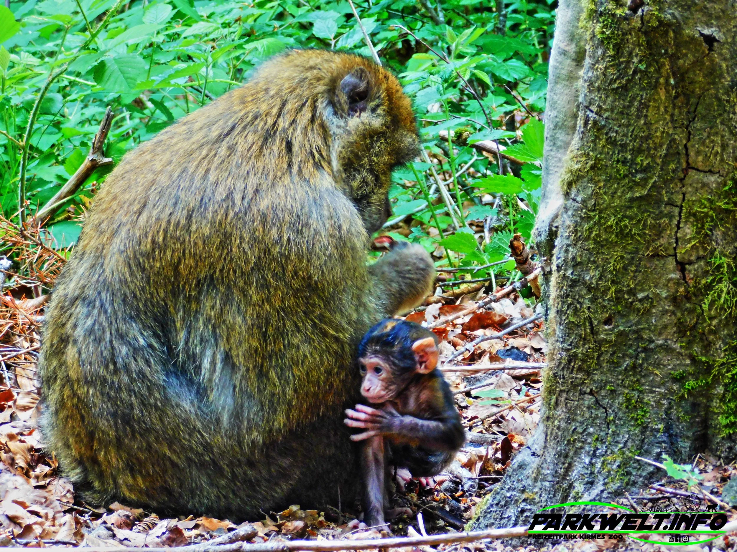 Wild Erlebnispark Daun Wildpark Wildsafari Wildtiere Zoo Freizeitpark Daun Tiere Anfahrt Sommerrodelbahn Auto Affenschlucht Map Guide Adresse Preise Park Plan Fotos Video Bilder Attraktionen