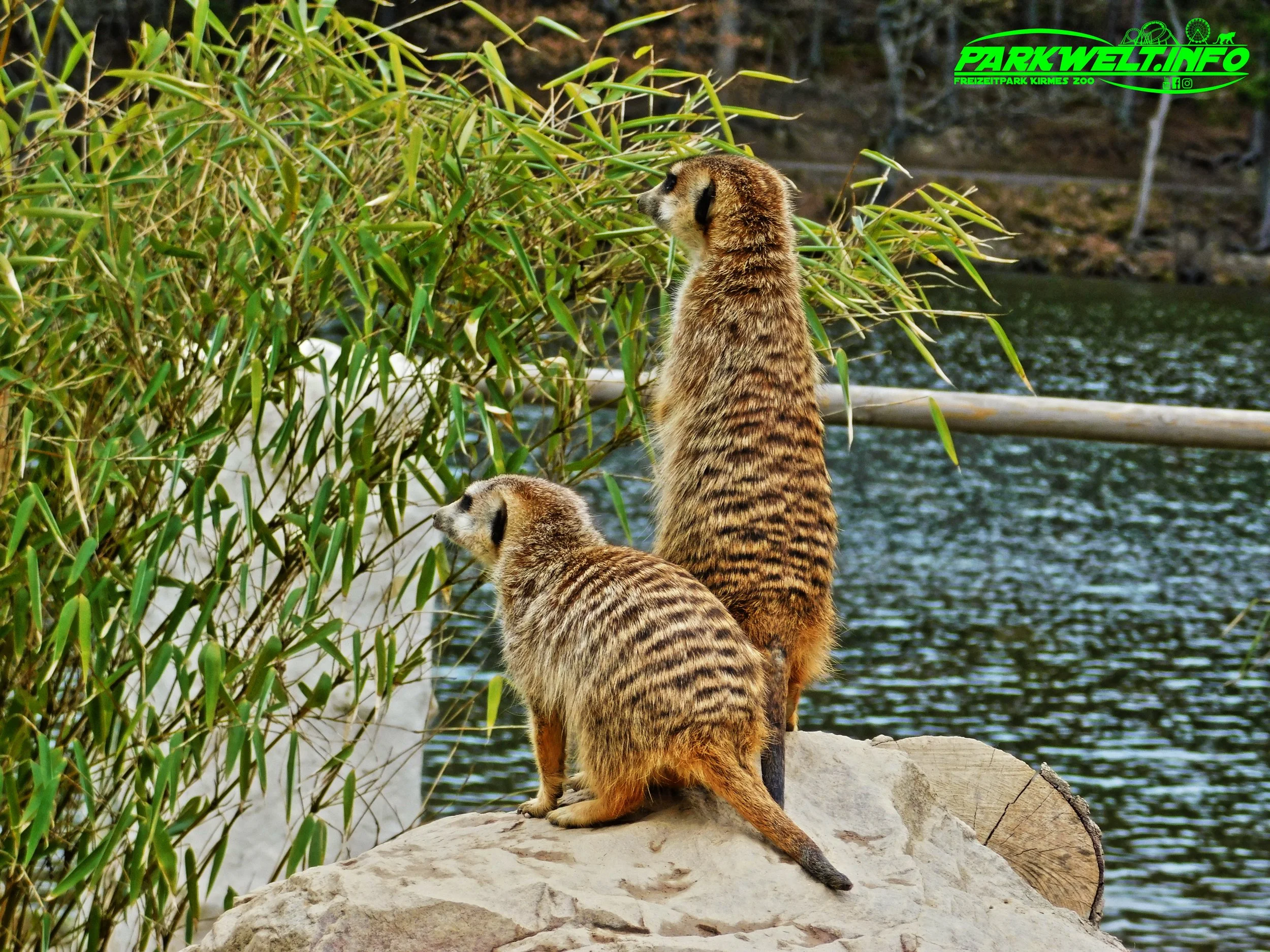 Tierpark Rheinböllen Wildpark Wildtiere Infos Parkplan Park Plan Map Guide Fotos Bilder Hochwildpark Wildtiere Adresse Anfahrt