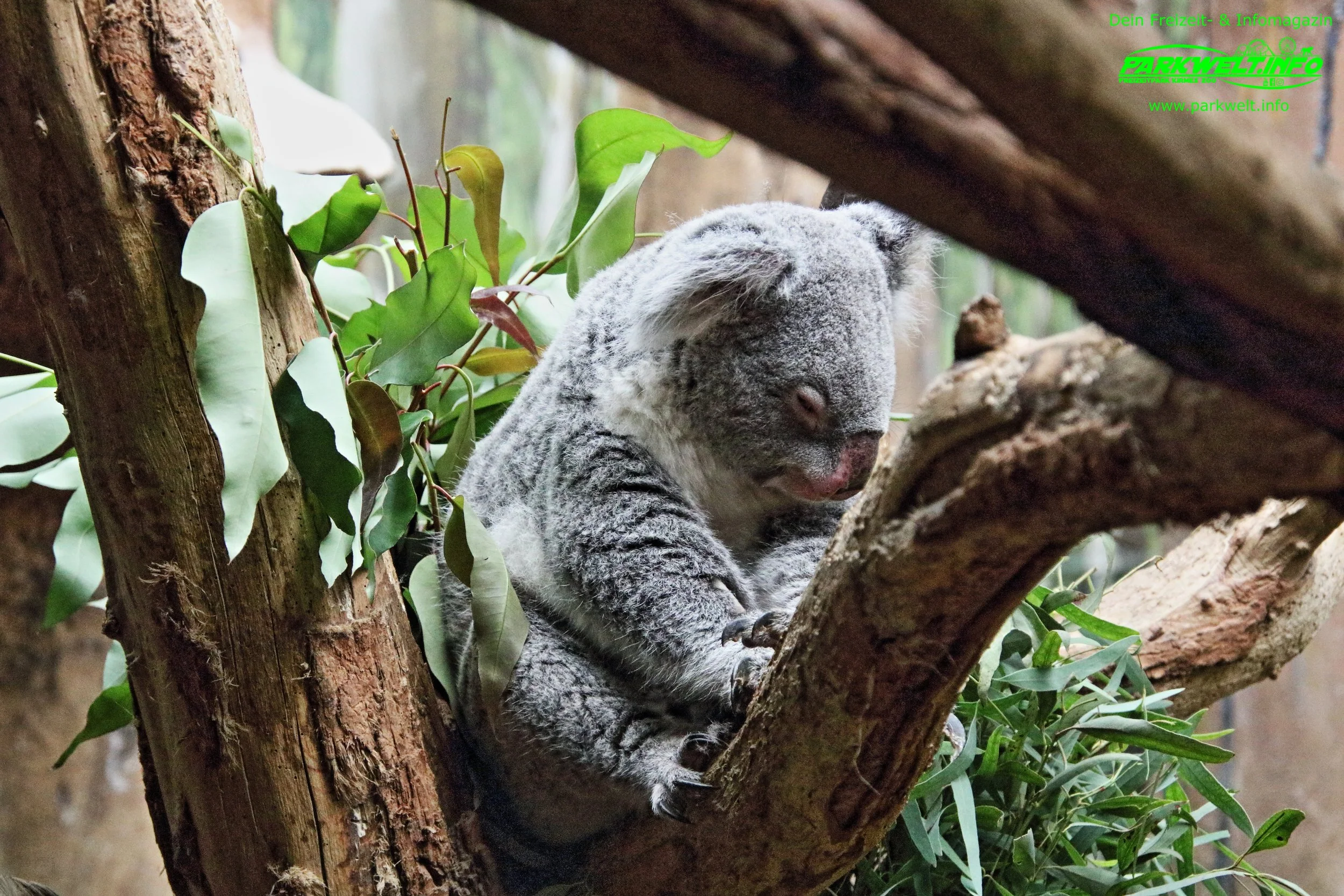 Zoo Leipzig Sachsen Tiere Ausflugsziel Park Plan Infos News Bilder Anfahrt Adresse Preise Parkplatz Attraktionen