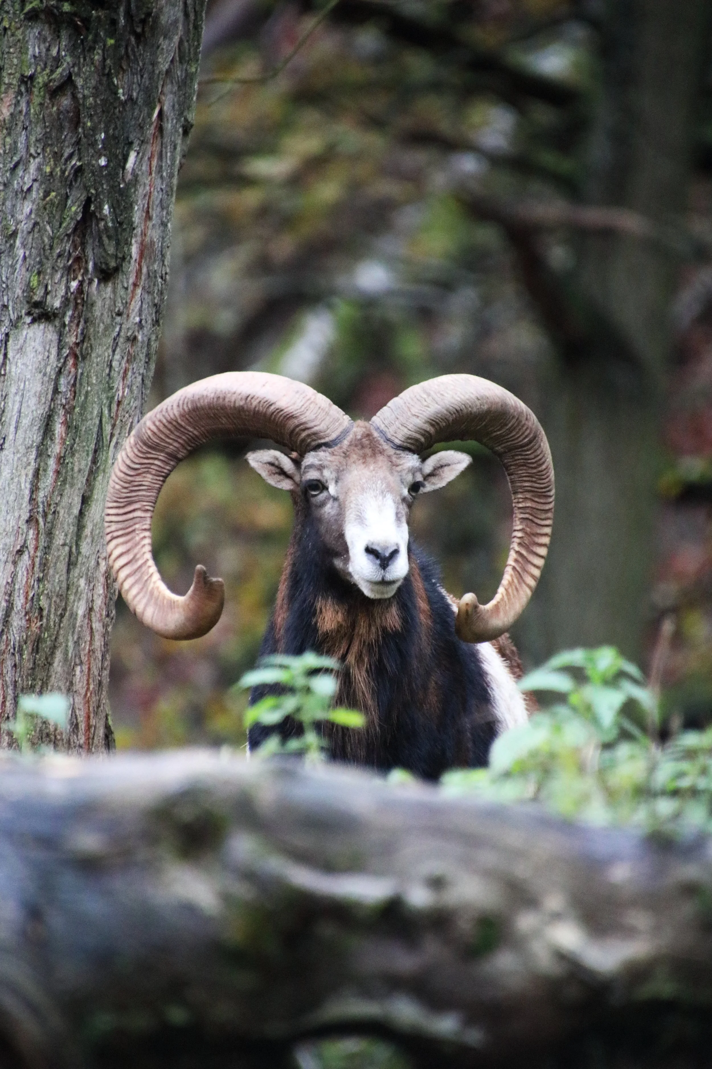 Freizeitpark Eifelpark Tiere Attraktionen Info Achterbahn Event 