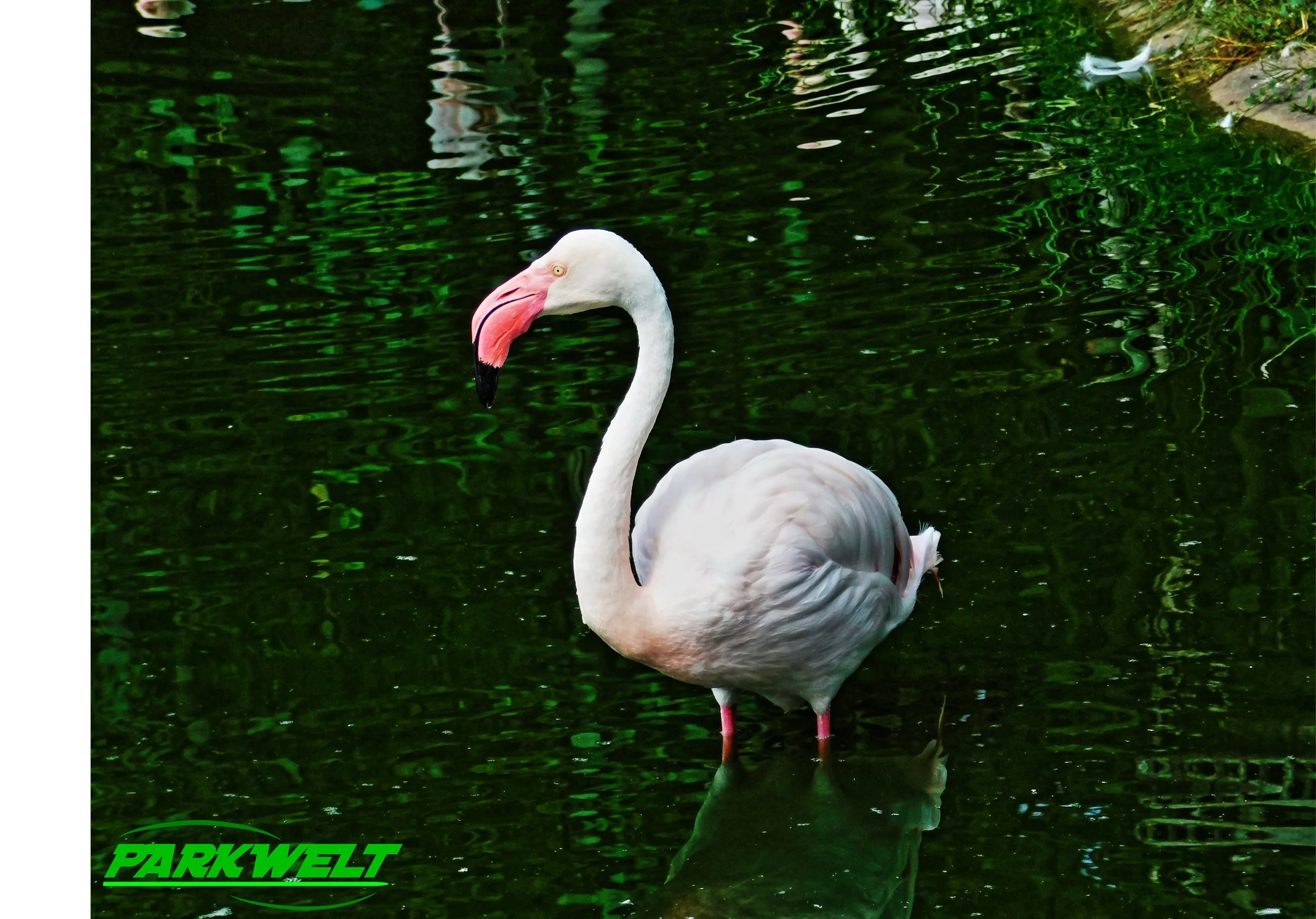 Zoo Neuwied Tiere Reptilien Aquarium Wildpark Rheinland Pfalz Park Plan Map Guide Infos Bilder Preise Öffnungszeiten Anfahrt Adresse 