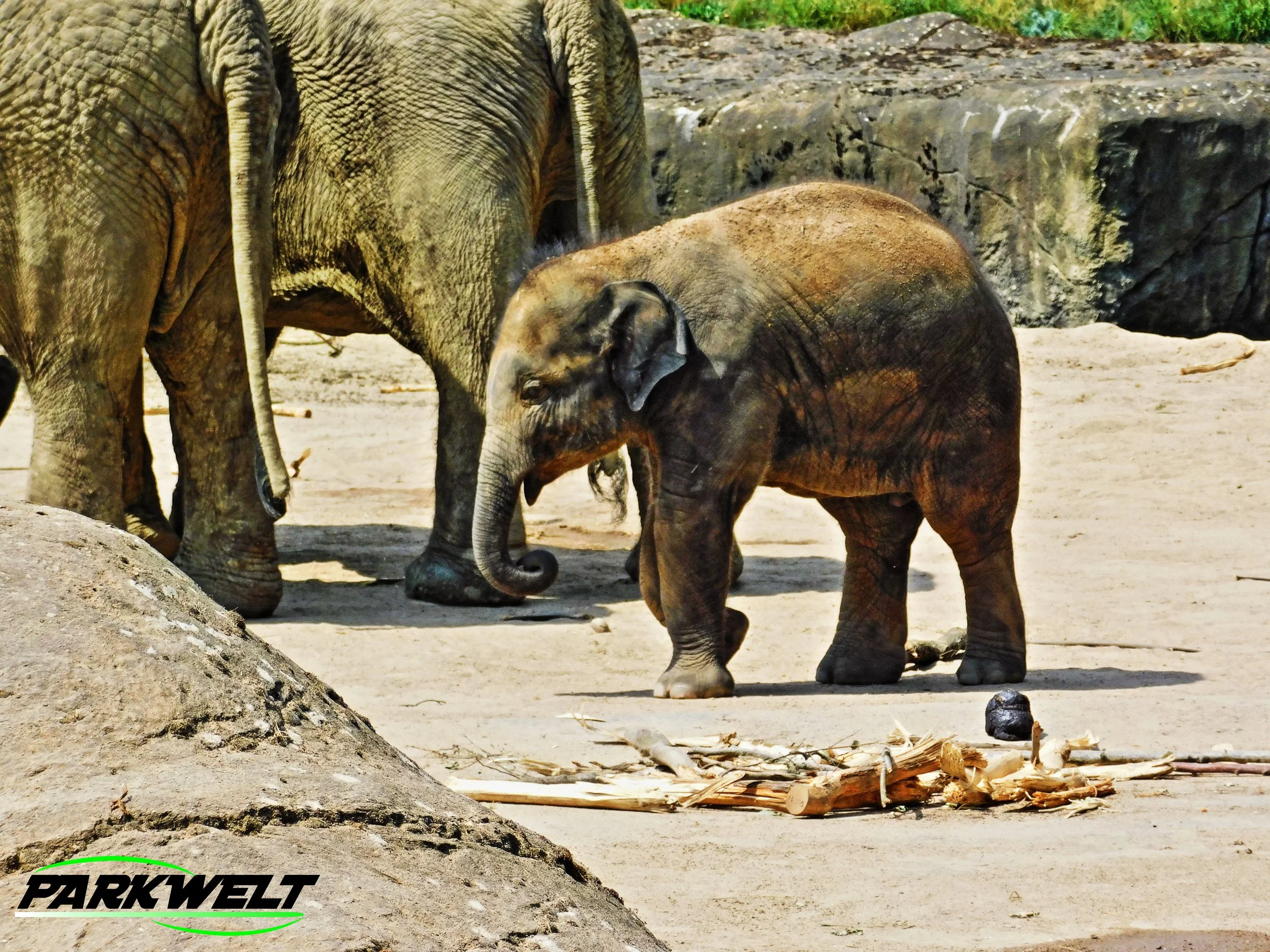 Kölner Zoo Tiere Wildpark Zoologischer Garten Reptilien Aquarium Köln Park Plan Guide Map Info Anfahrt Adresse