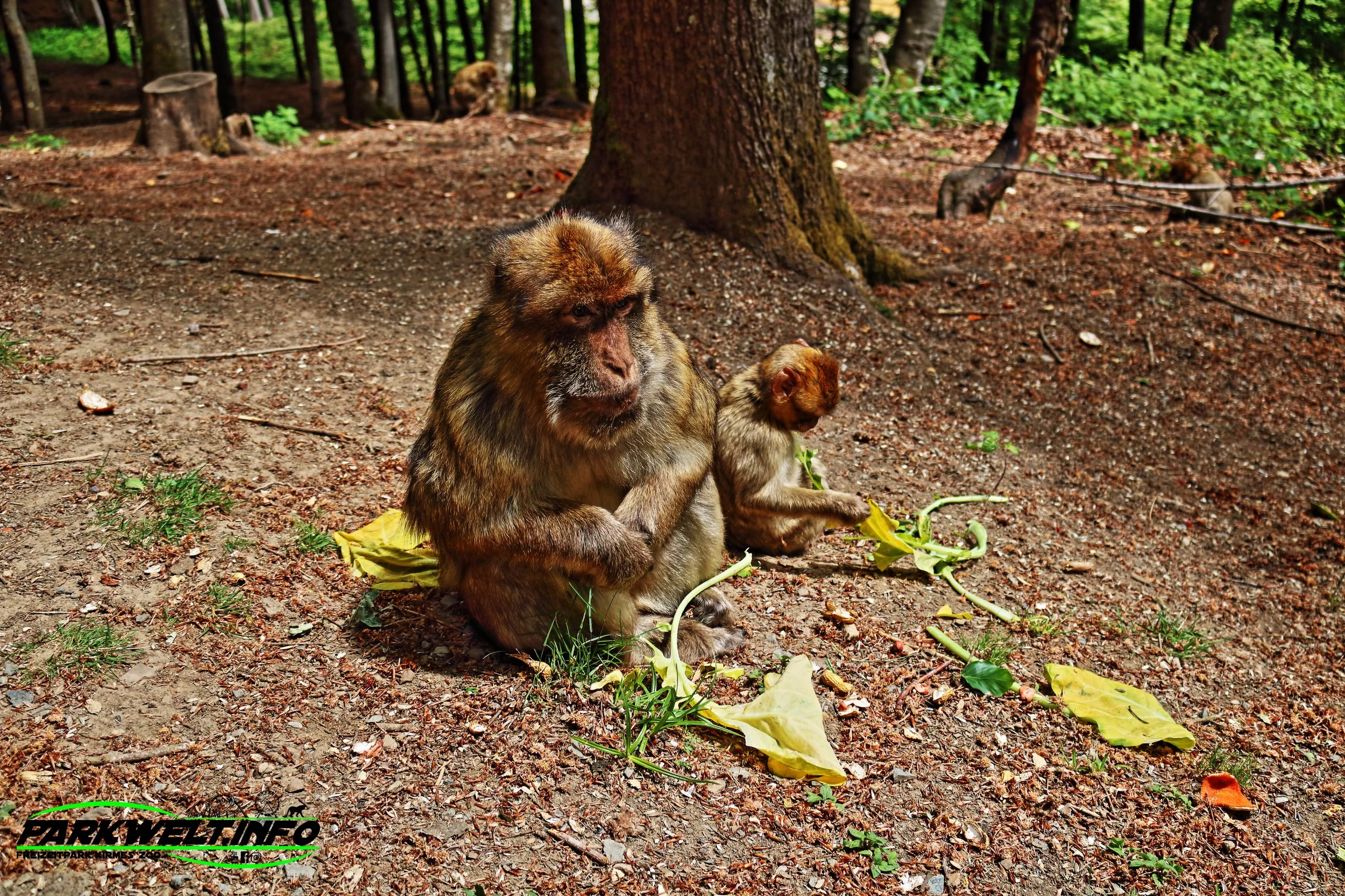 Wild Erlebnispark Daun Wildpark Wildsafari Wildtiere Zoo Freizeitpark Daun Tiere Anfahrt Sommerrodelbahn Auto Affenschlucht Map Guide Adresse Preise Park Plan Fotos Video Bilder Attraktionen