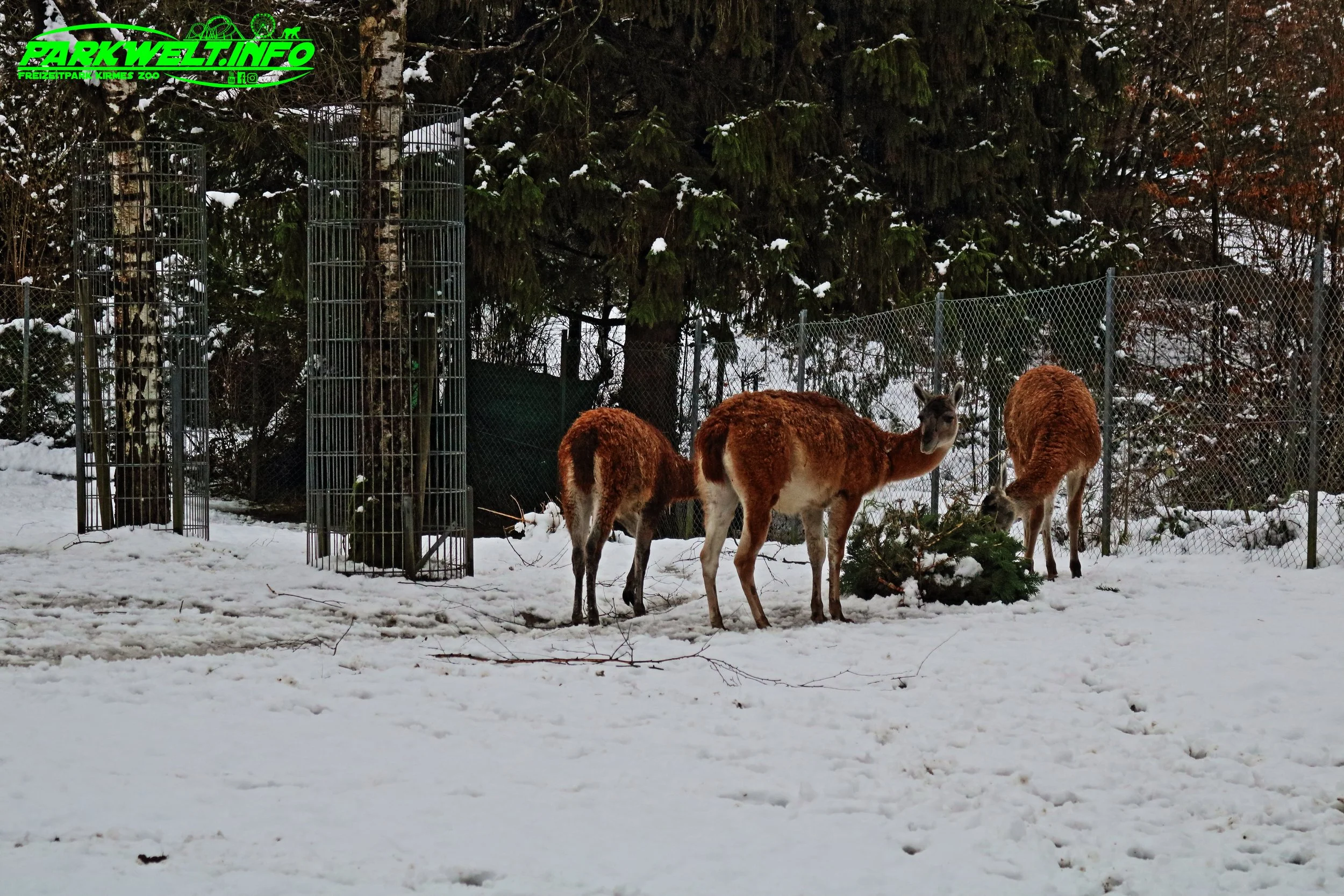 Opel Zoo Tierpark Tiere Hessen Ausflug Ausflugsziel Familie Wildpark Anfahrt Adresse Map Guide Parkplan Park Plan Info Infos Spielplatz