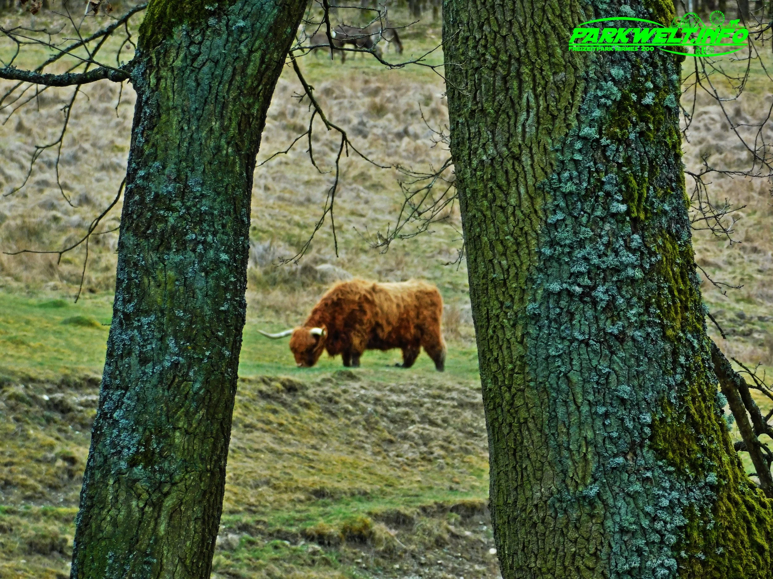 Tierpark Rheinböllen Wildpark Wildtiere Infos Parkplan Park Plan Map Guide Fotos Bilder Hochwildpark Wildtiere Adresse Anfahrt