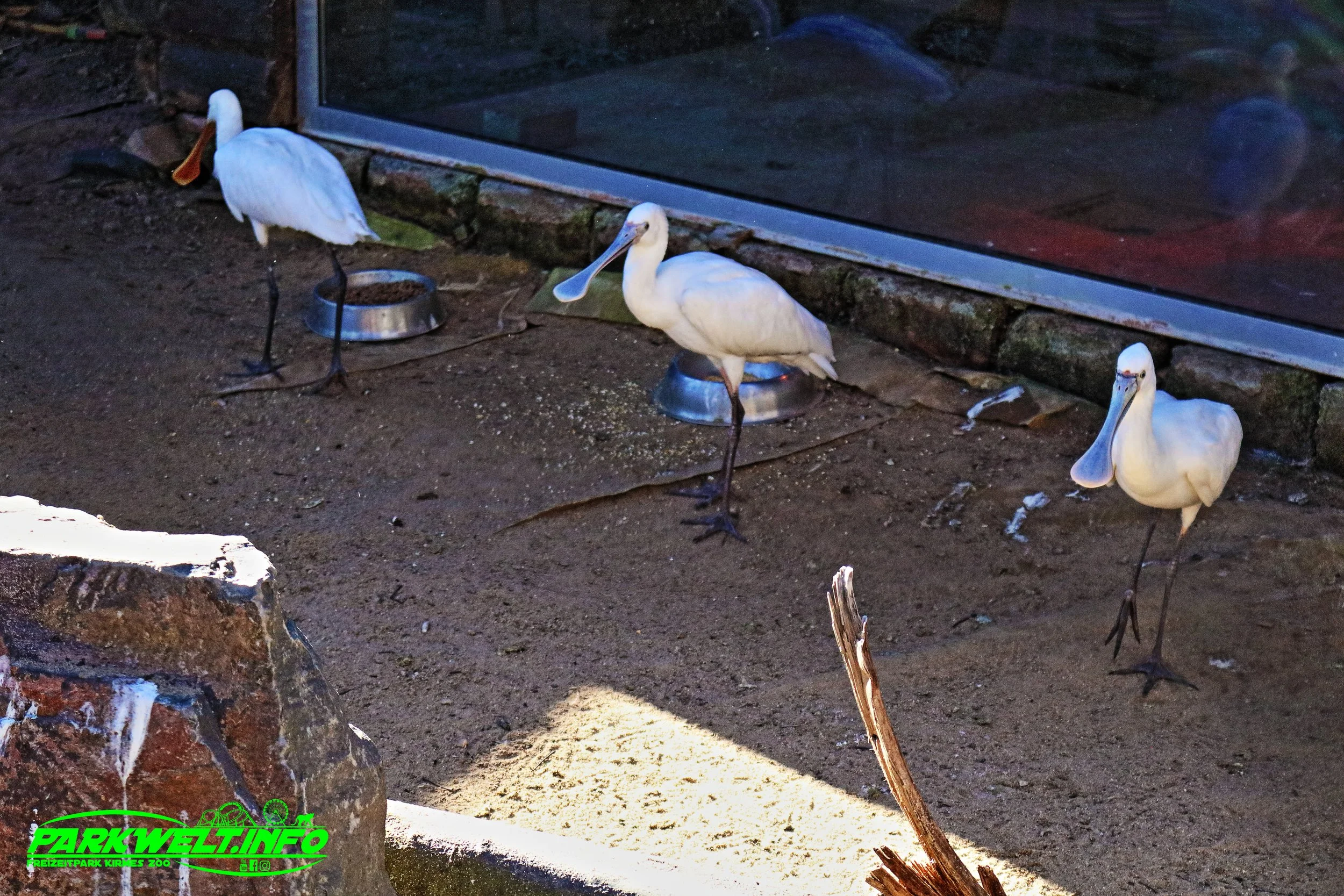 Eifel Zoo Wildpark Tiere Tierpark Lünebach Park Plan Info Adresse Anfahrt Info Map Guide Park Plan Fotos Bilder Attraktionen