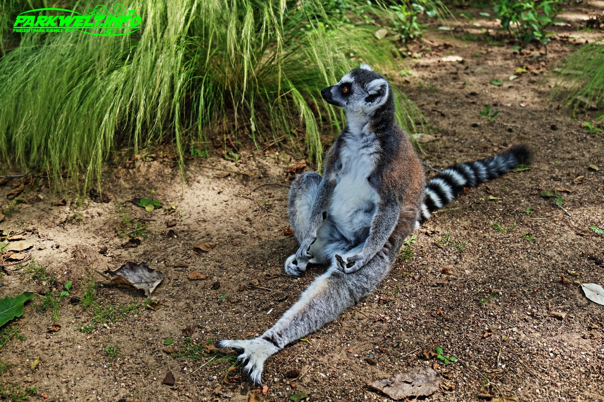 Mondo Verde Landgraaf Niederlande Holland Freizeitpark Zoo Wildpark Weltpark Gärten Blumen Attraktionen Fahrgeschäfte Infos Bilder Attractiepark Achterbahn