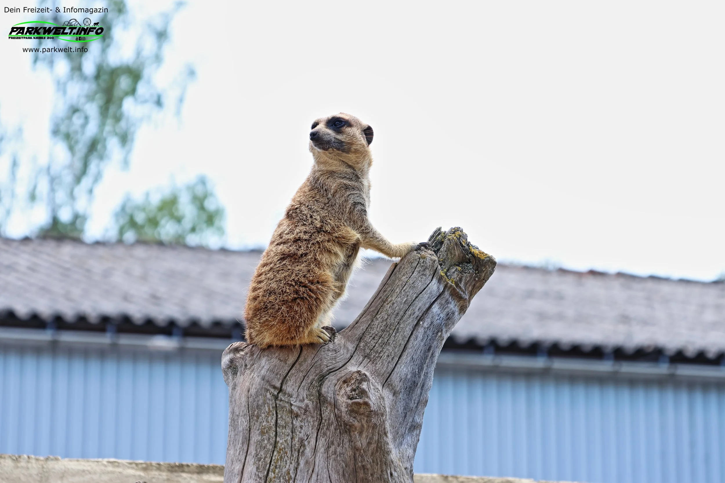 Erlebnispark Memleben, Freizeitpark Sachsen-Anhalt, Familienpark, Mittelalterpark, Wikinger, Ritter, Freizeitpark Deutschland, Familienausflug, Freizeitpark mit Geschichte, Attraktionen für Kinder, Ausflug Sachsen-Anhalt