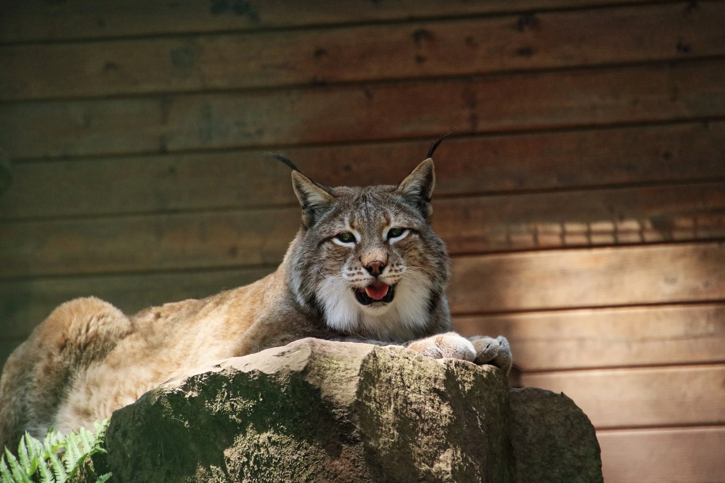 Freizeitpark Eifelpark Tiere Attraktionen Info Achterbahn Event 