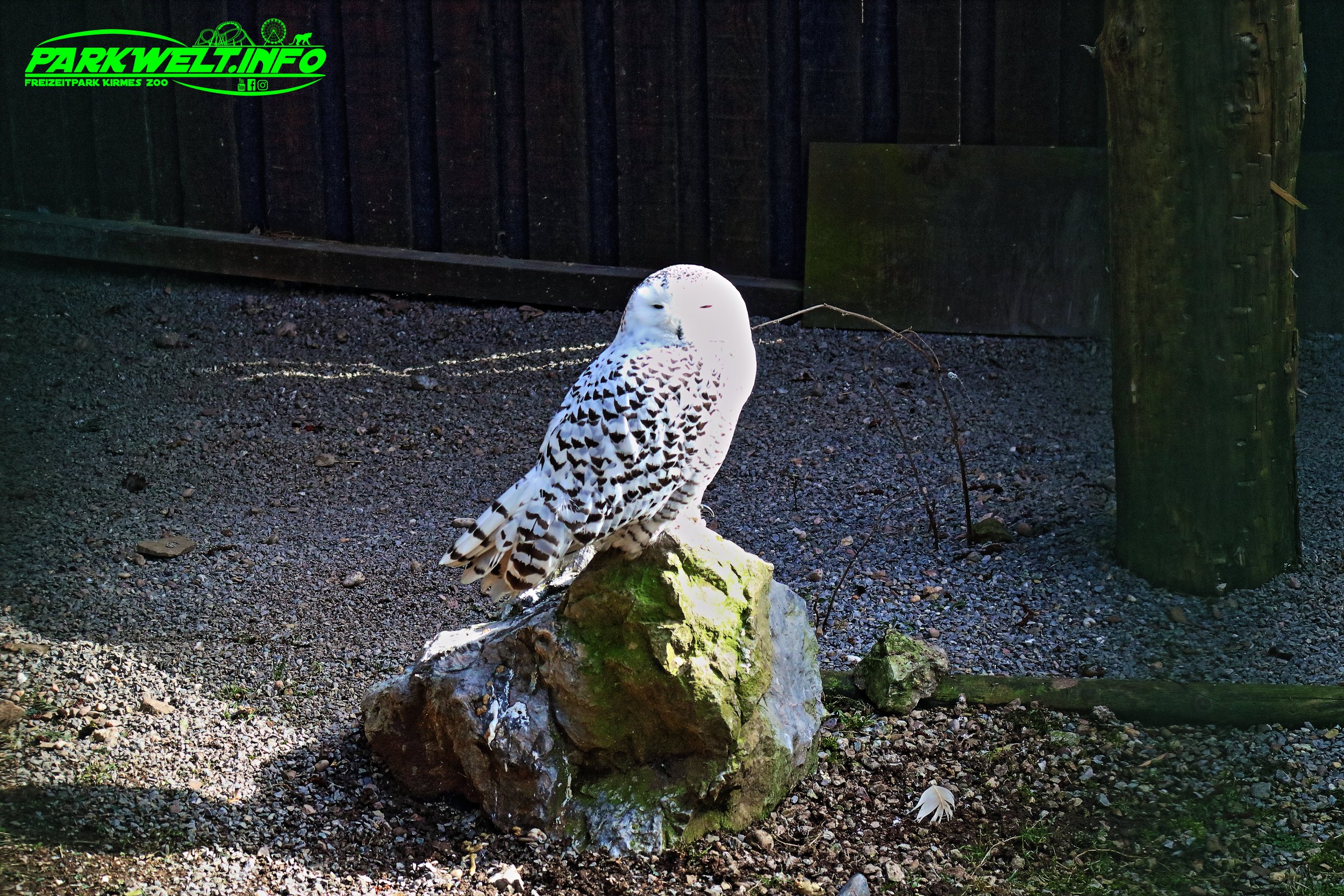 Greifvogelstation Wildfreigehege Hellenthal Wildpark Vogelpark Tierpark Infos Preise Anfahrt Map Guide Park Plan Fotos Bilder