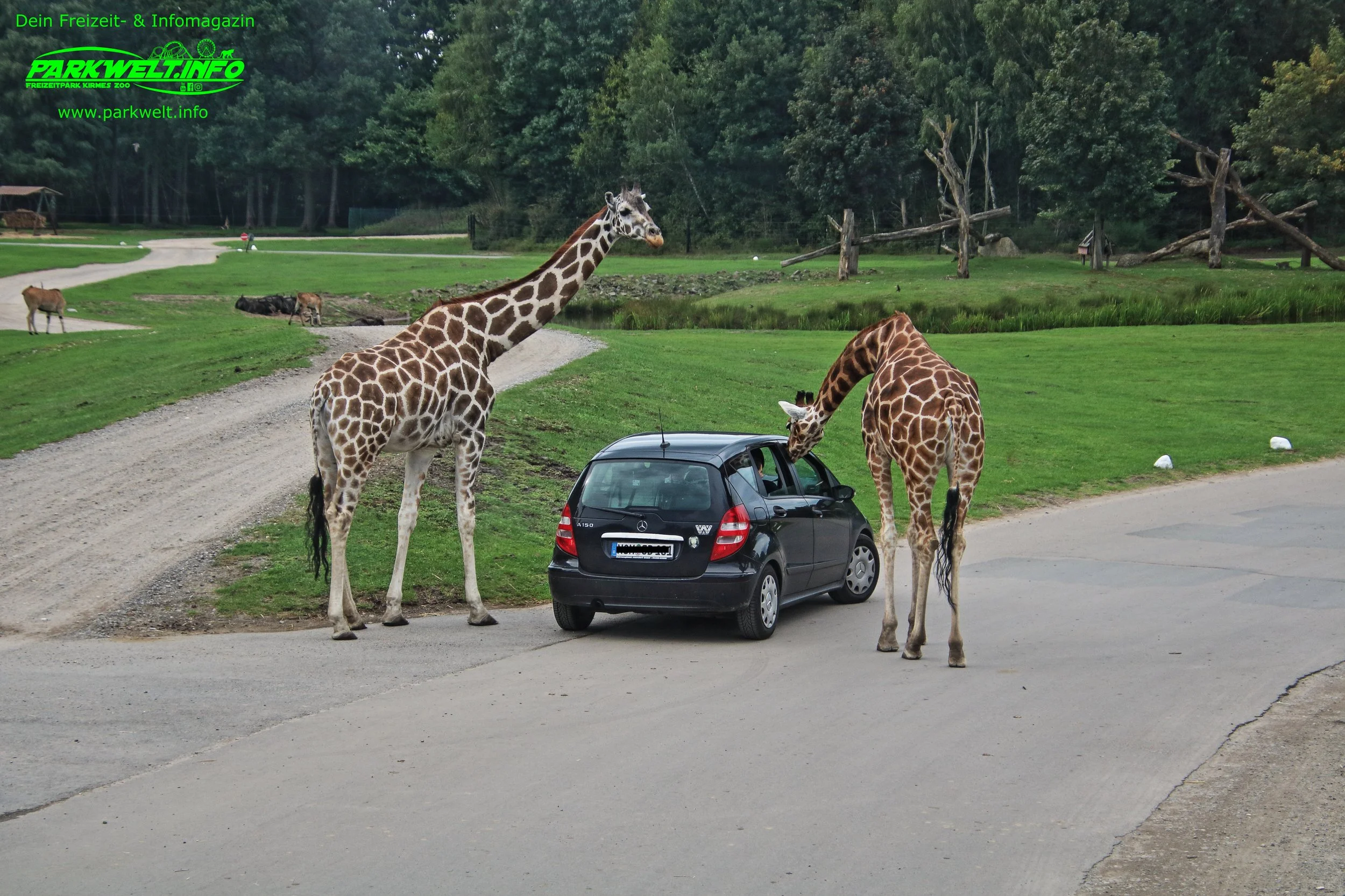 Serengeti Park Hodenhagen Freizeitpark Themepark Amusementpark Attraktionen Tiere Wildtiere Safari Achterbahn Rollercoaster Coaster Safaripark Info Map Guide Park Plan