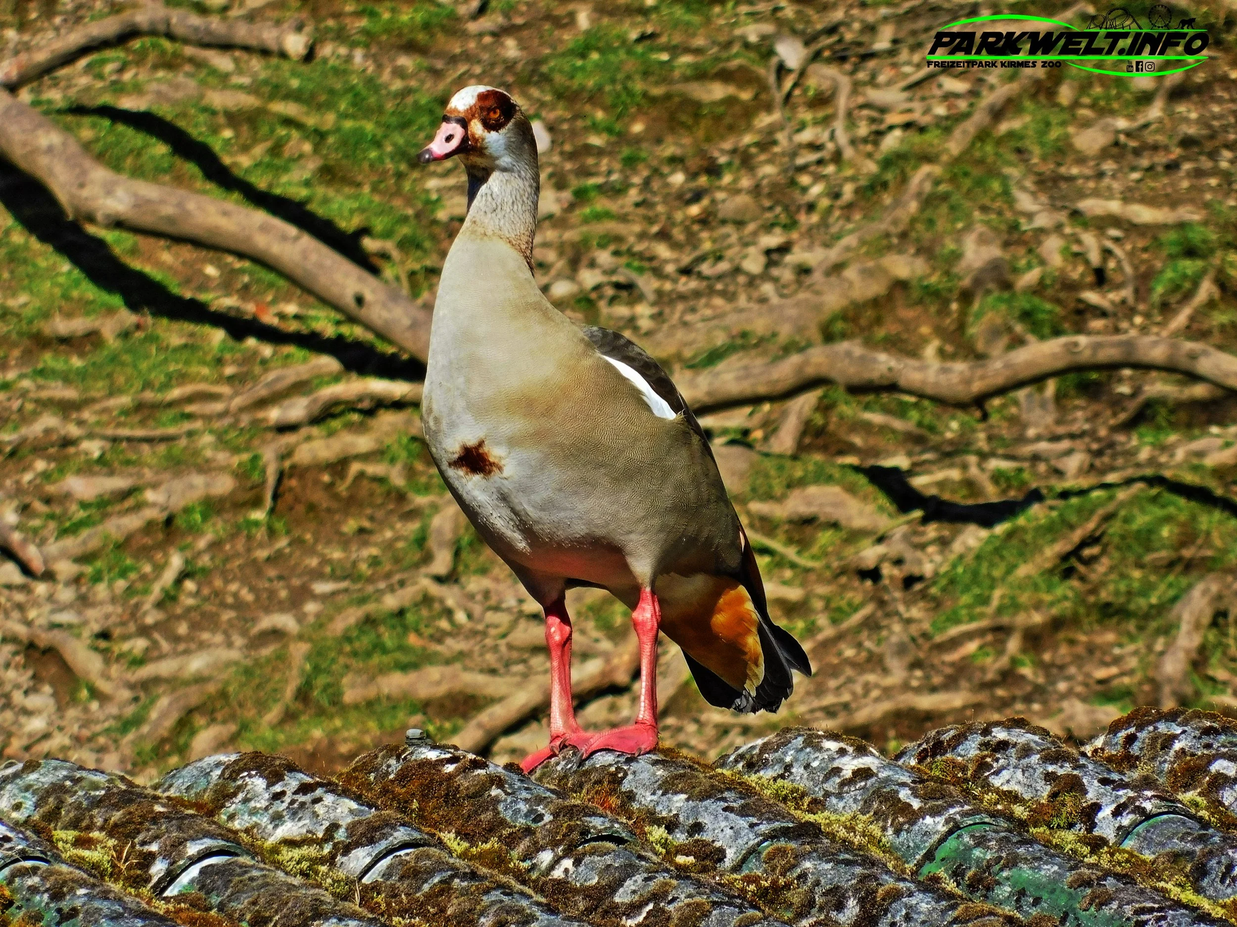 Wildpark Schmidt Tiere Zoo Infos News Park Plan Map Guide Adresse Parken Bilder Fotos Park Plan