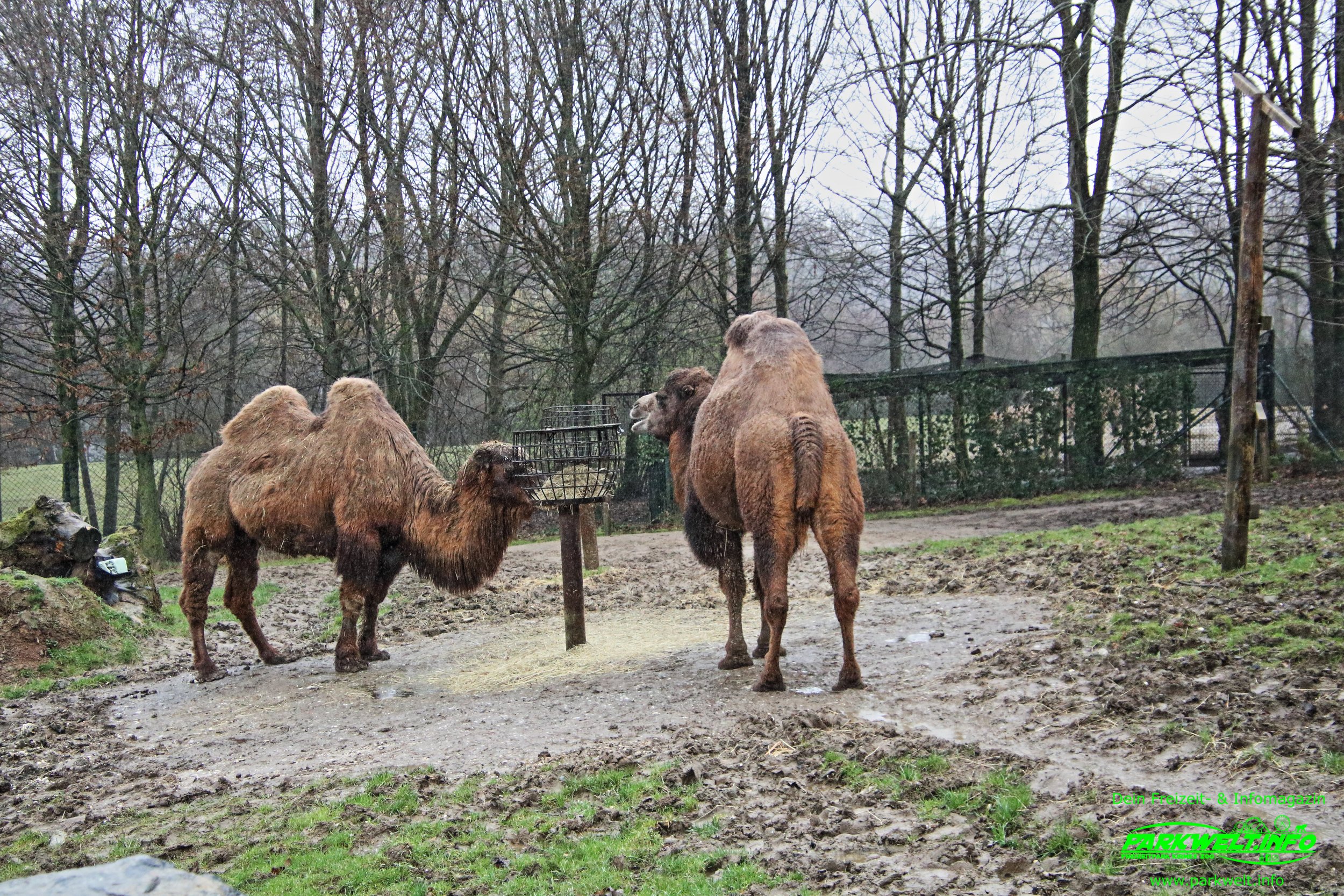 GaiaZoo Gaia zoo Tiere Niederlande Holland Tierpark Kerkrade Info Adresse Anfahrt Parkplatz Tiere Park Plan map guide
