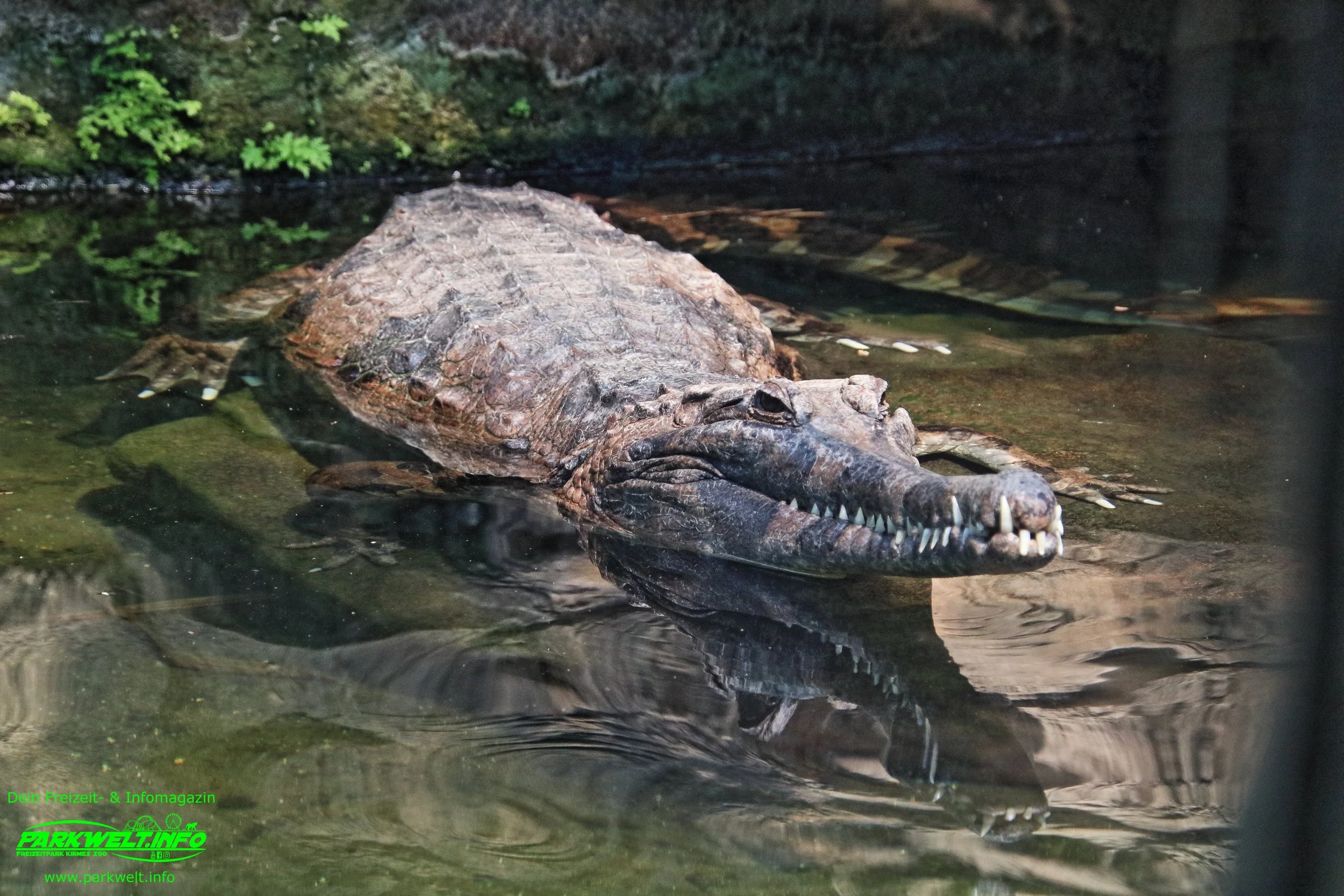 Zoo Leipzig Sachsen Tiere Ausflugsziel Park Plan Infos News Bilder Anfahrt Adresse Preise Parkplatz Attraktionen