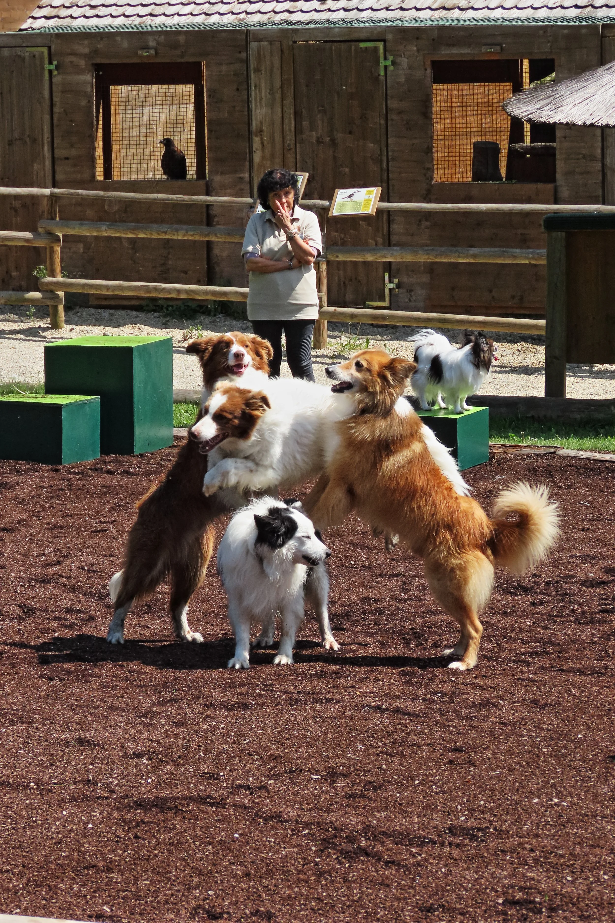 Eifelpark Tiere Attraktionen Info Achterbahn