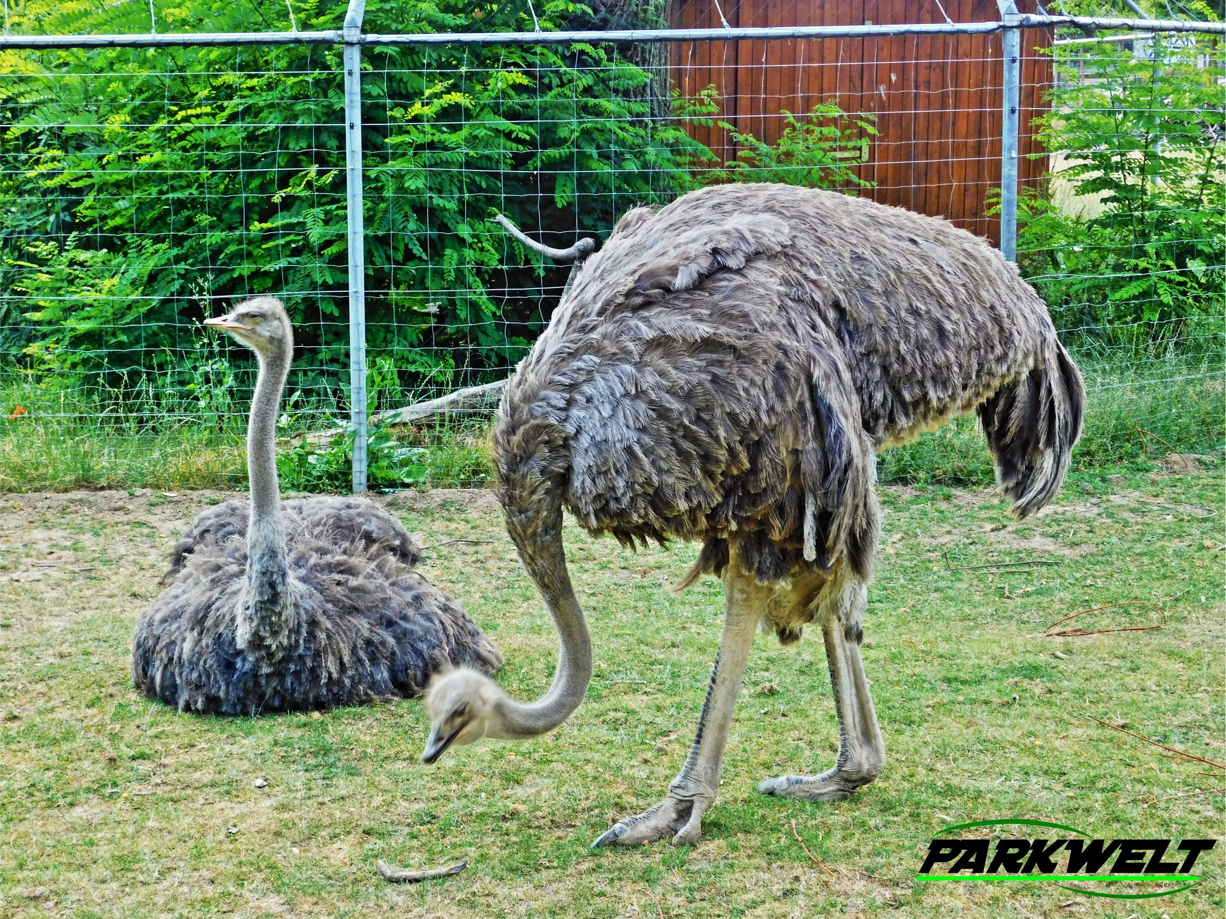 Zoo Neuwied Tiere Reptilien Aquarium Wildpark Rheinland Pfalz Park Plan Map Guide Infos Bilder Preise Öffnungszeiten Anfahrt Adresse 