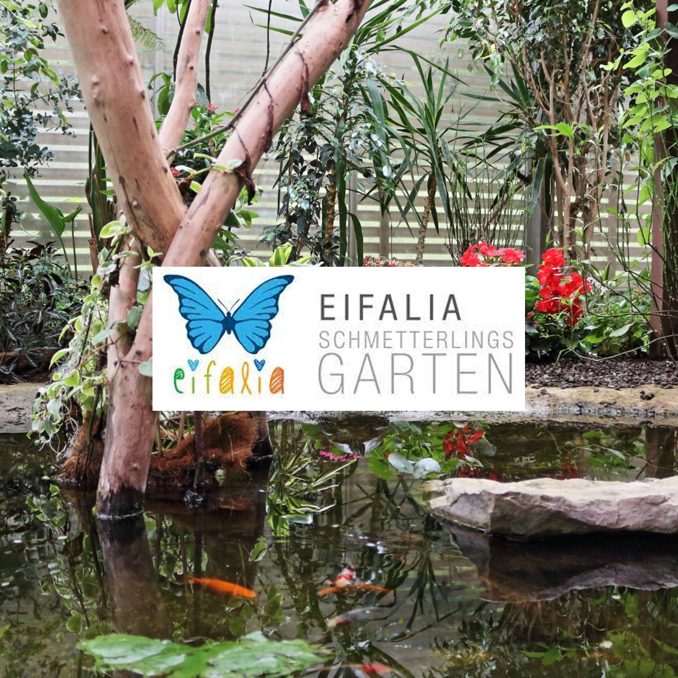Eifalia Schmetterlingsgarten Schmetterlings Garten Ausflugsziel Adresse Park Plan Info Preise Öffnungszeiten Ahrhütte Blankenheim Ausflug Bilder Fotos