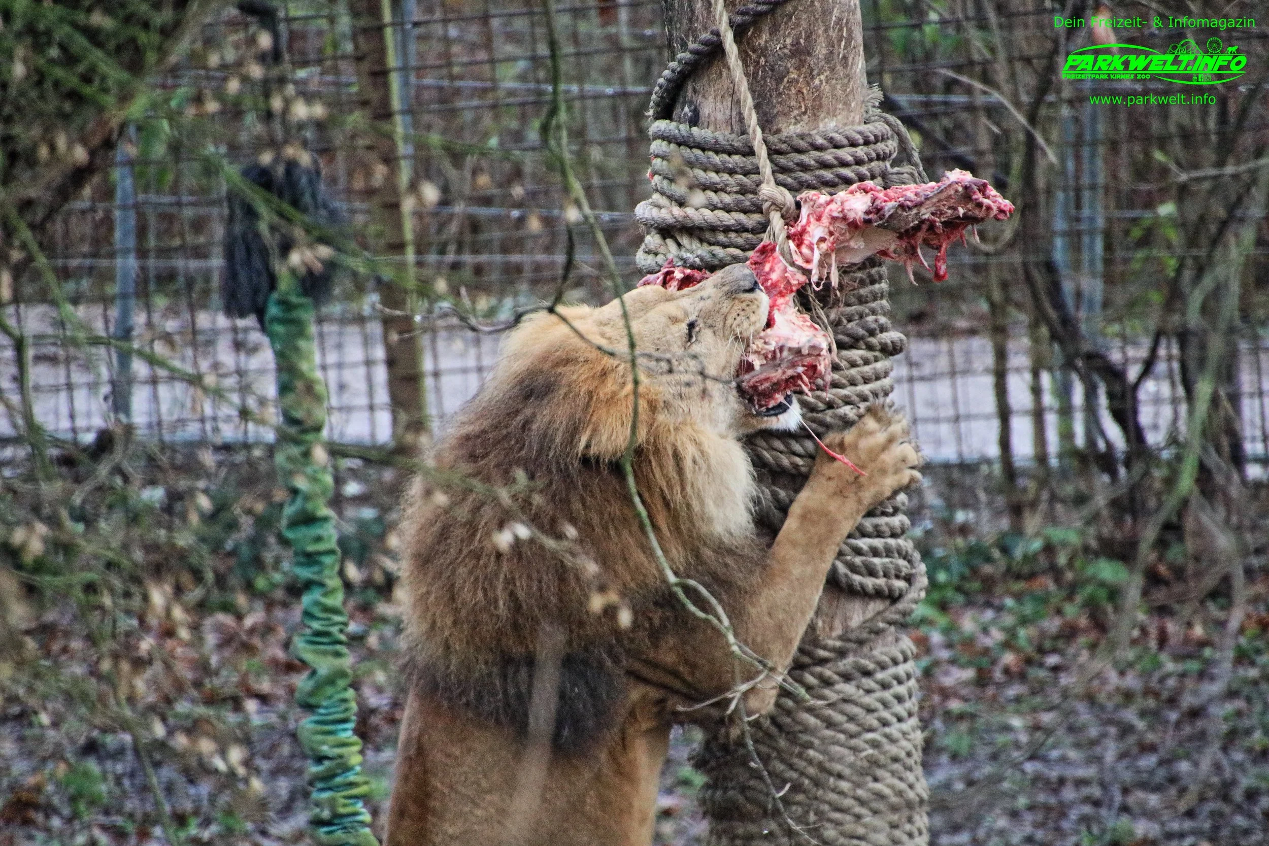 GaiaZoo Savanna Gaia zoo Tiere Niederlande Holland Tierpark Kerkrade Info Adresse Anfahrt Parkplatz Tiere Park Plan map guide
