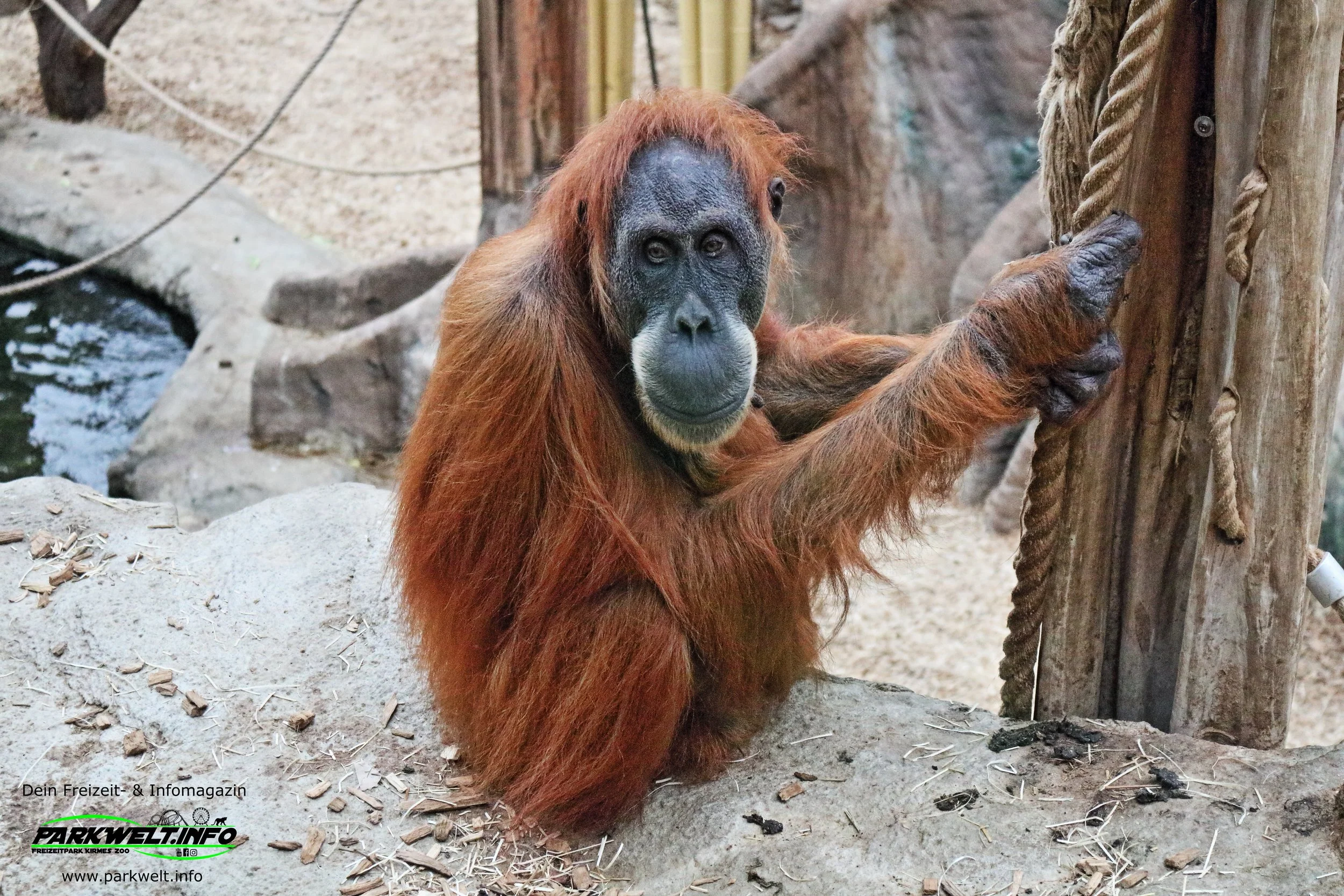 Zoom Erlebniswelt Gelsenkirchen Zoo Tierpark Nordrhein Westfalen Info Alaska Asien Afrika Adresse Familie  Bilder Park Plan Map Guide 