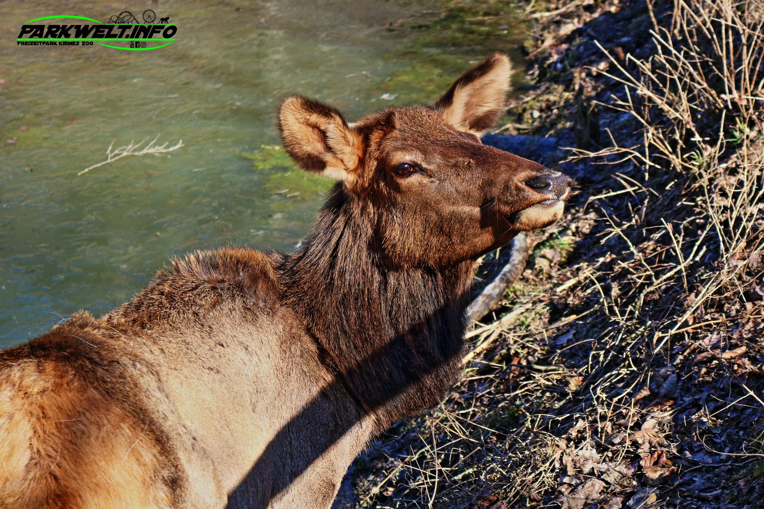 Eifel Zoo Wildpark Tiere Tierpark Lünebach Park Plan Info Adresse Anfahrt Info Map Guide Park Plan Fotos Bilder Attraktionen