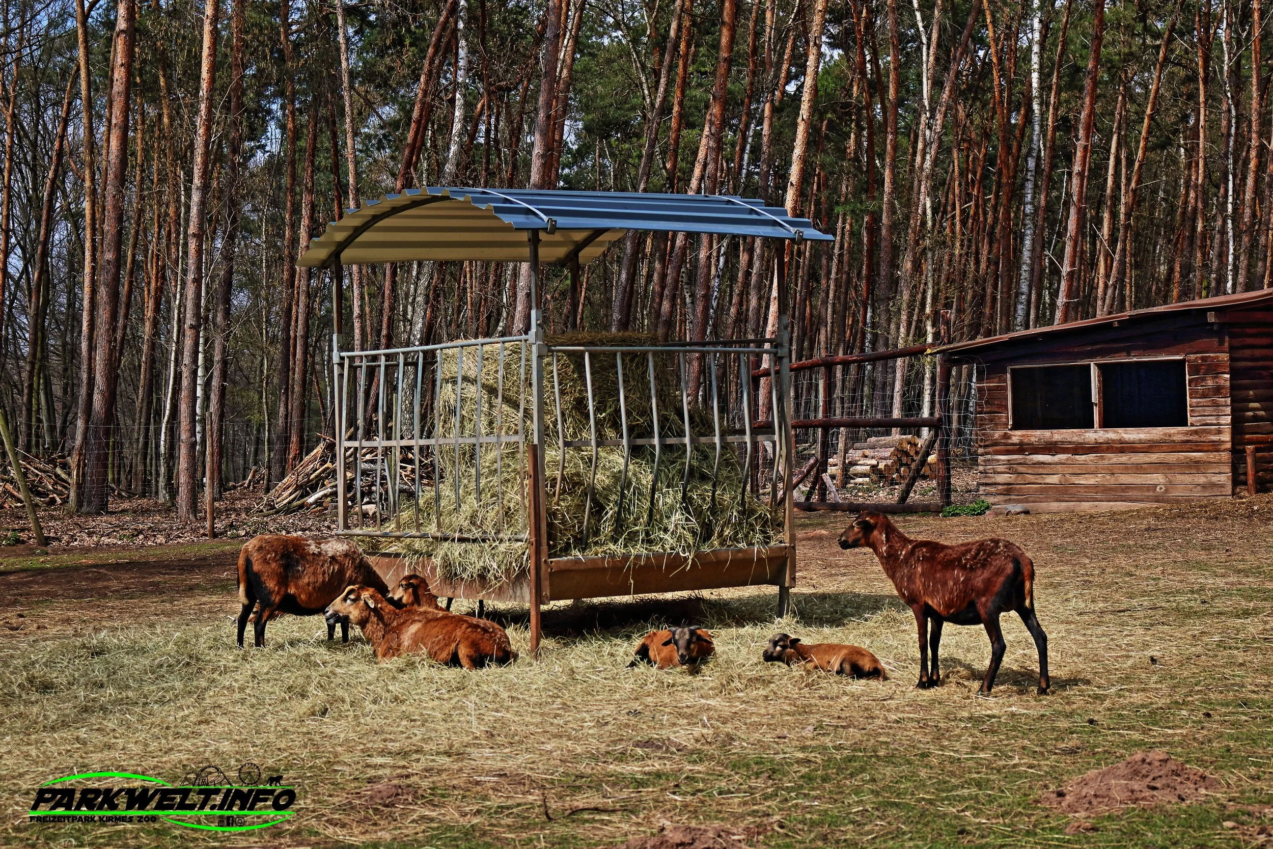 Hochwildpark Kommern Mechernich Wildpark Tierpark Zoo Wildtiere Preise Eintritt Anfahrt Park Plan Map Guide Fotos Bilder Rheinland Eifel