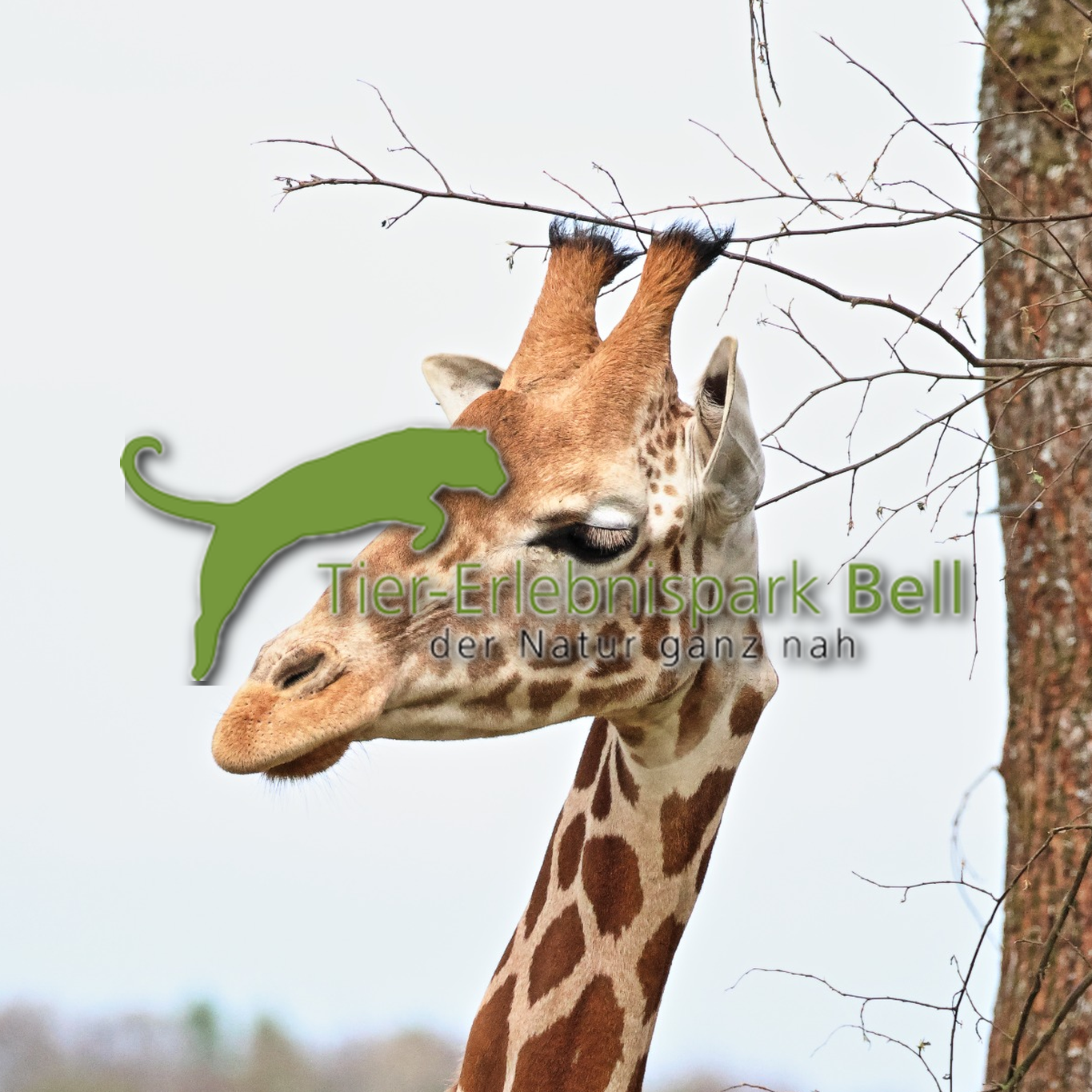 Giraffe mit Bäumen im Hintergrund, Logo vom Tier-Erlebnispark Bell und Slogan "der Natur ganz nah"