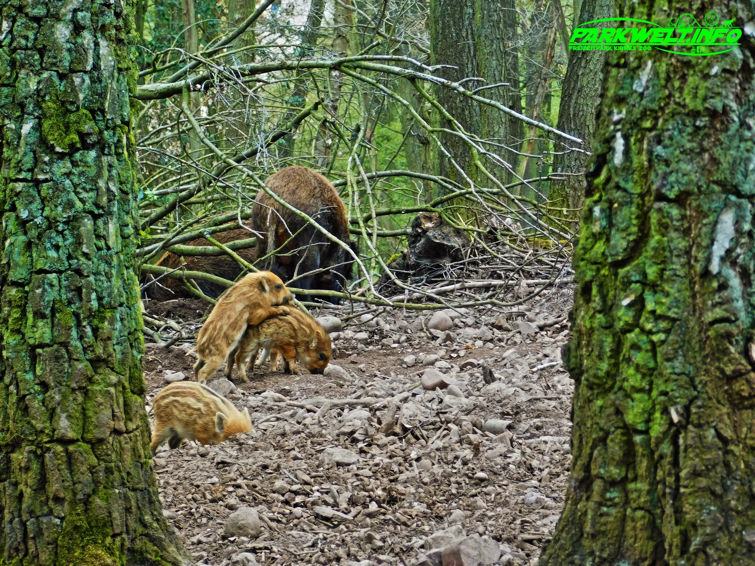 Hochwildpark Kommern Mechernich Wildpark Tierpark Zoo Wildtiere Preise Eintritt Anfahrt Park Plan Map Guide Fotos Bilder Rheinland Eifel