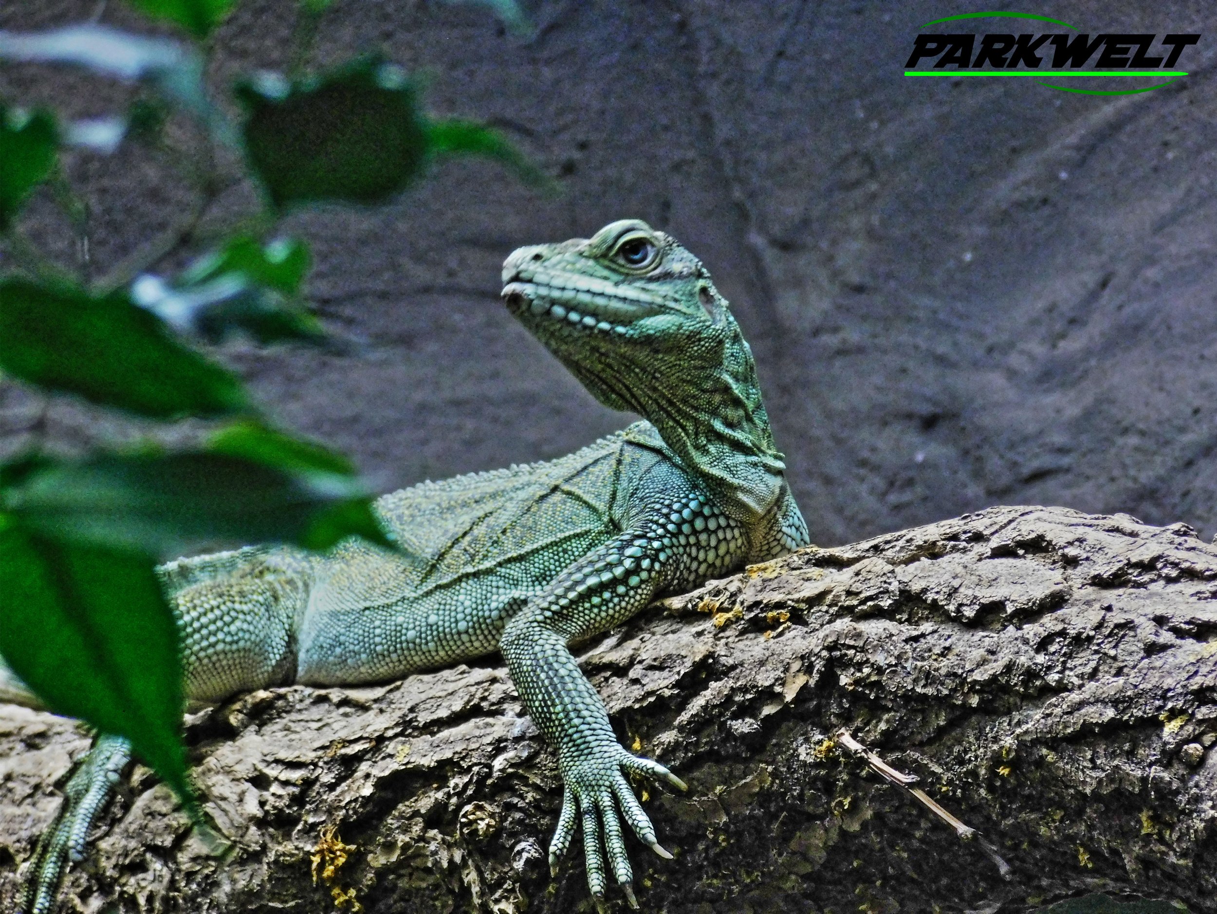 Zoo Neuwied Tiere Reptilien Aquarium Wildpark Rheinland Pfalz Park Plan Map Guide Infos Bilder Preise Öffnungszeiten Anfahrt Adresse 