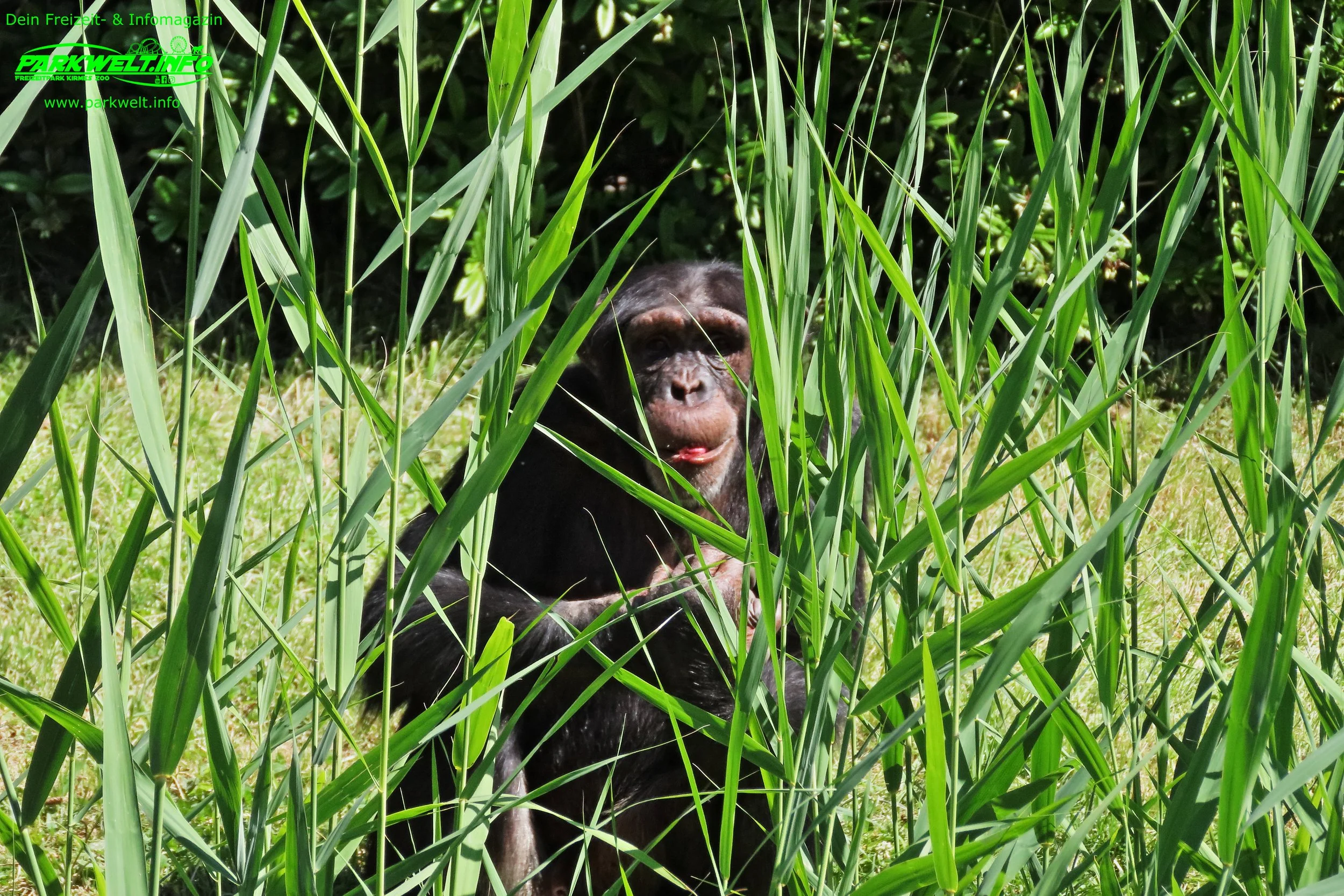 Zoo Leipzig Sachsen Tiere Ausflugsziel Park Plan Infos News Bilder Anfahrt Adresse Preise Parkplatz Attraktionen