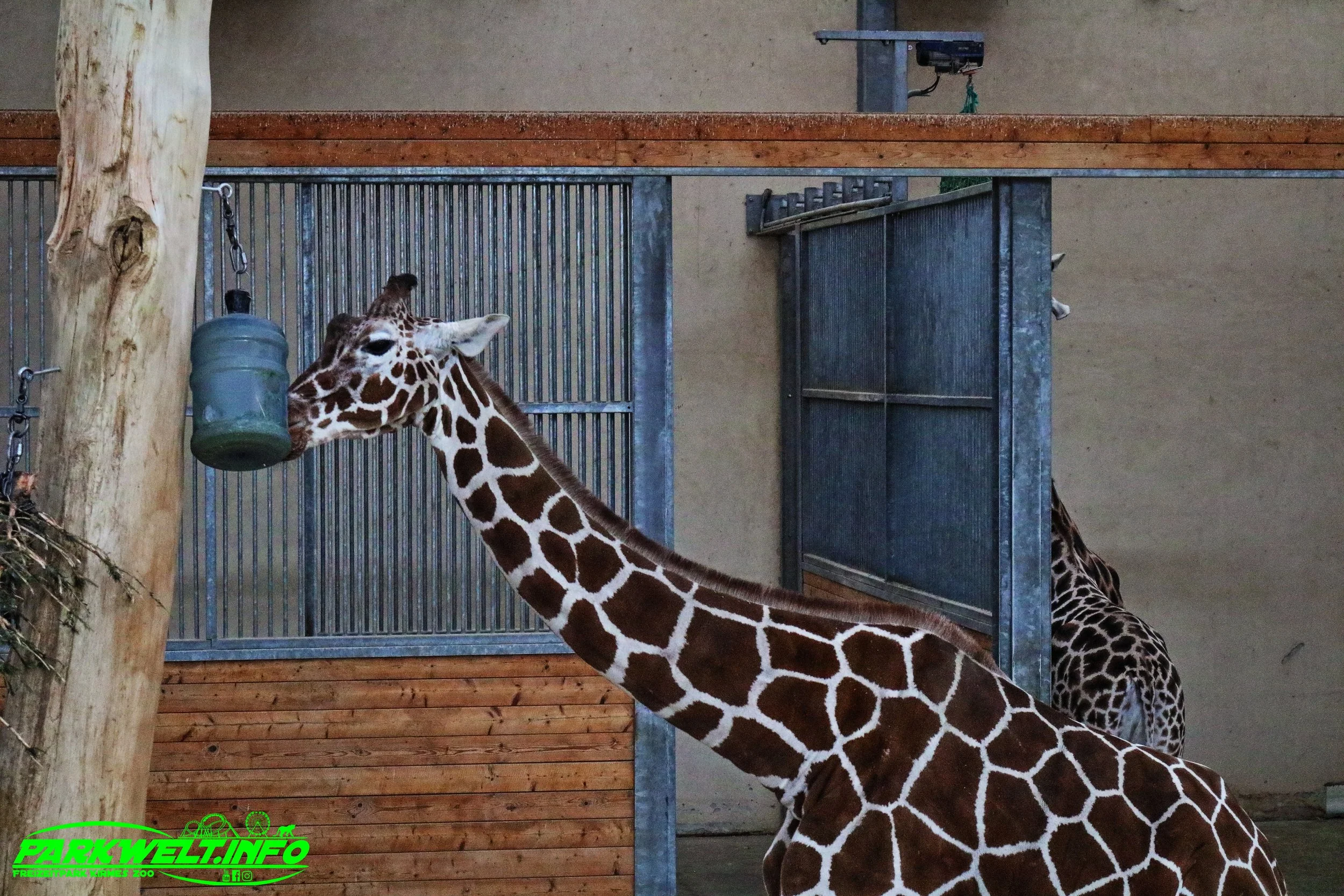 Opel Zoo Tierpark Tiere Hessen Ausflug Ausflugsziel Familie Wildpark Anfahrt Adresse Map Guide Parkplan Park Plan Info Infos Spielplatz