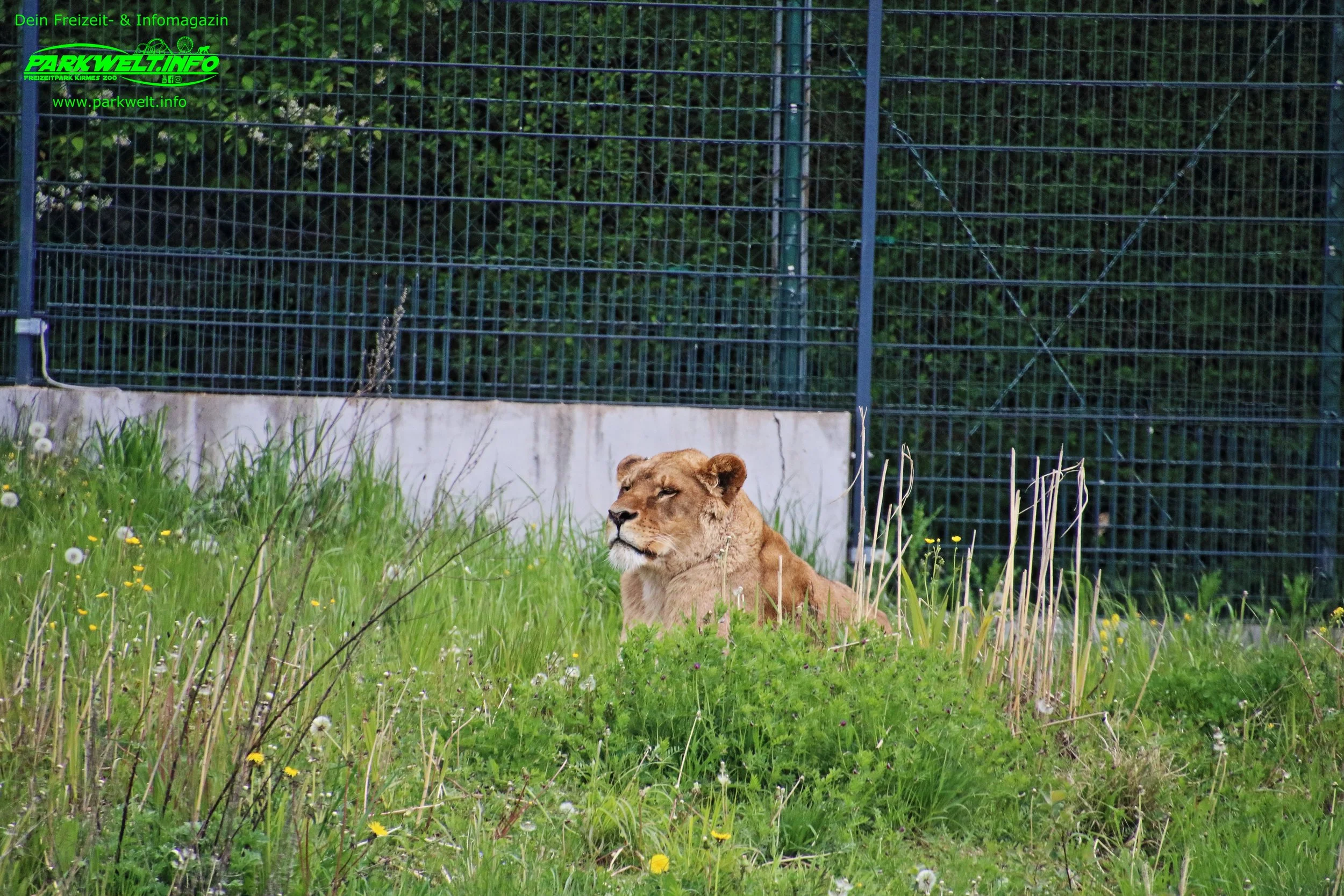 Tatzmania Löffingen Freizeitpark Themepark Wildpark Baden Württemberg Attraktionen Fahrgeschäfte Achterbahn Rollercoaster Info Preise Öffnungszeiten Adresse Anfahrt Parkplatz