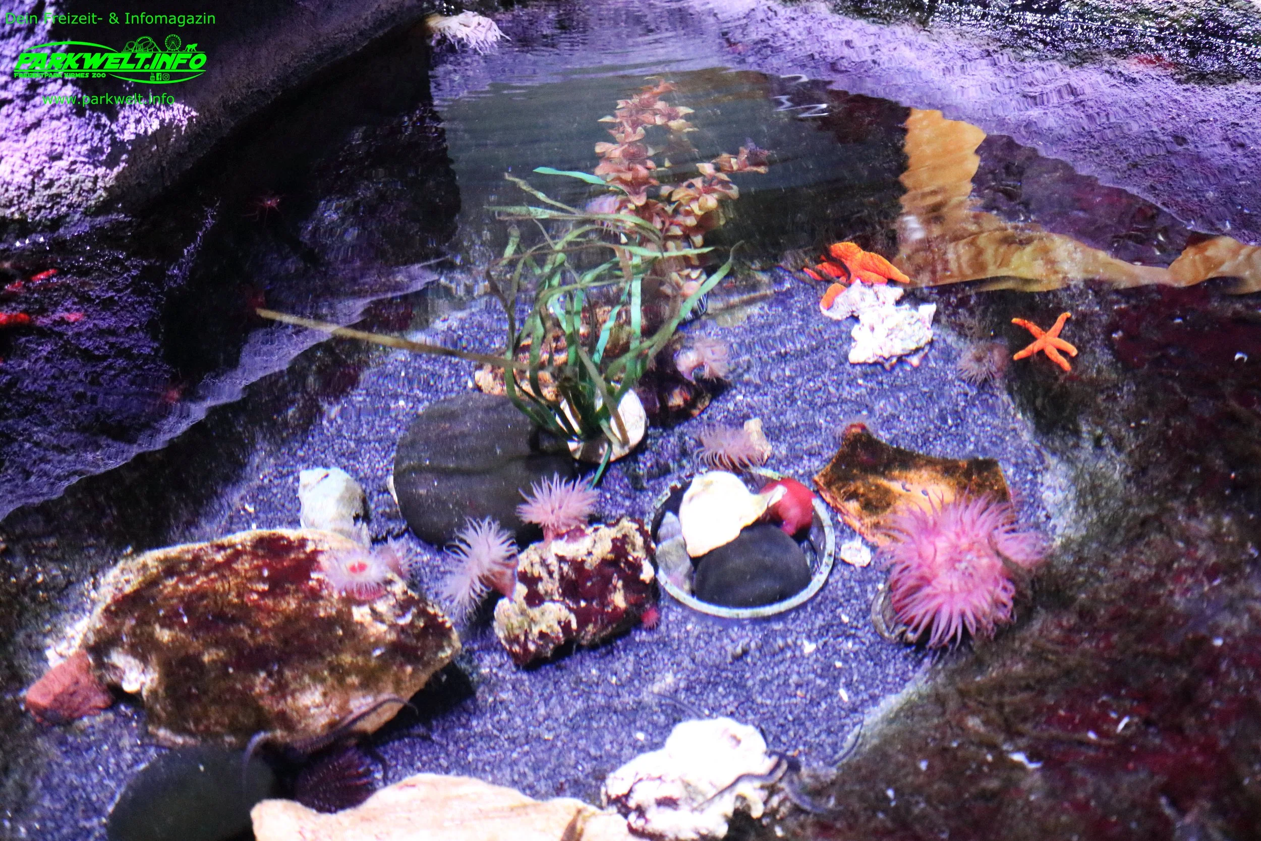 Sea Life Oberhausen Nordrhein Westfalen Aquarium Ausflugsziel Bilder Parkplan Park Plan map guide Adresse Anfahrt Info Preise Ticket Centro