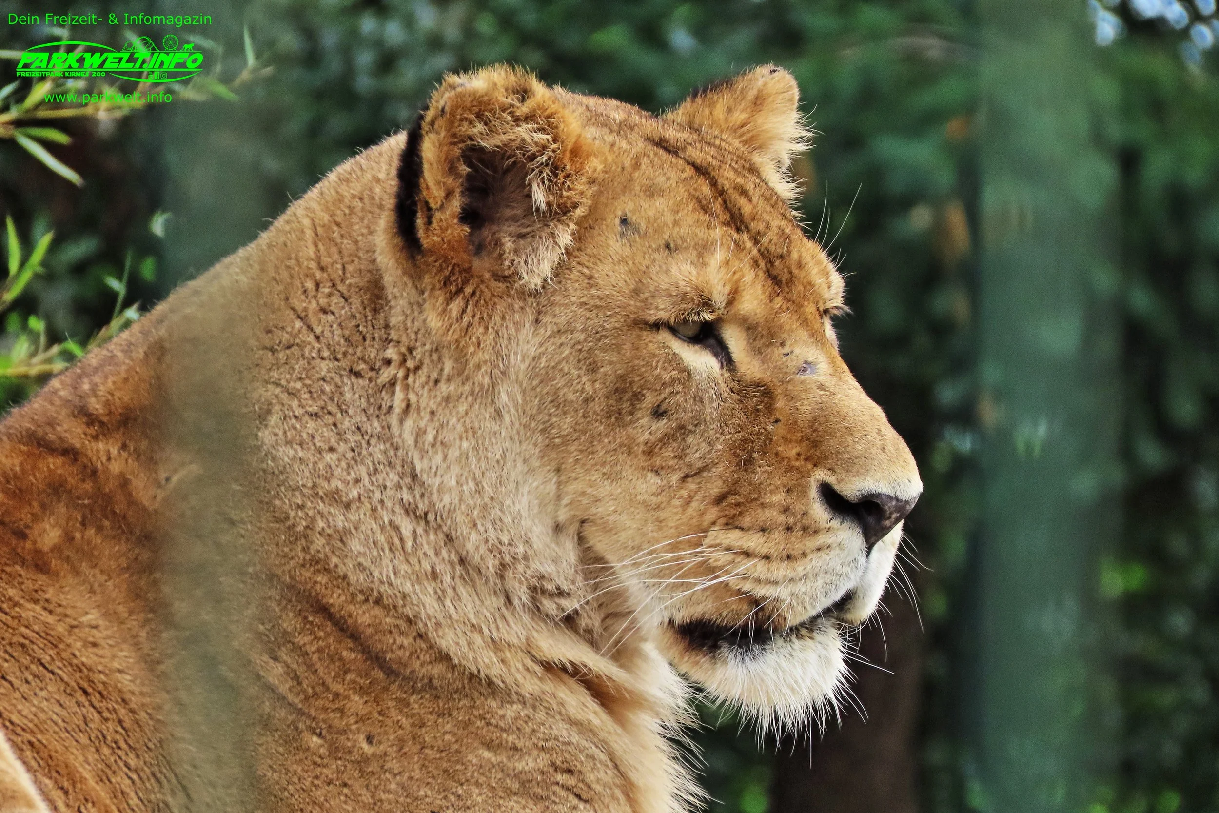 Jaderpark Tierpark Freizeitpark Jade Themepark Achterbahn Wasserbahn Attraktionen Info News Park Plan Map Guide Adresse Fahrgeschäfte Tiere