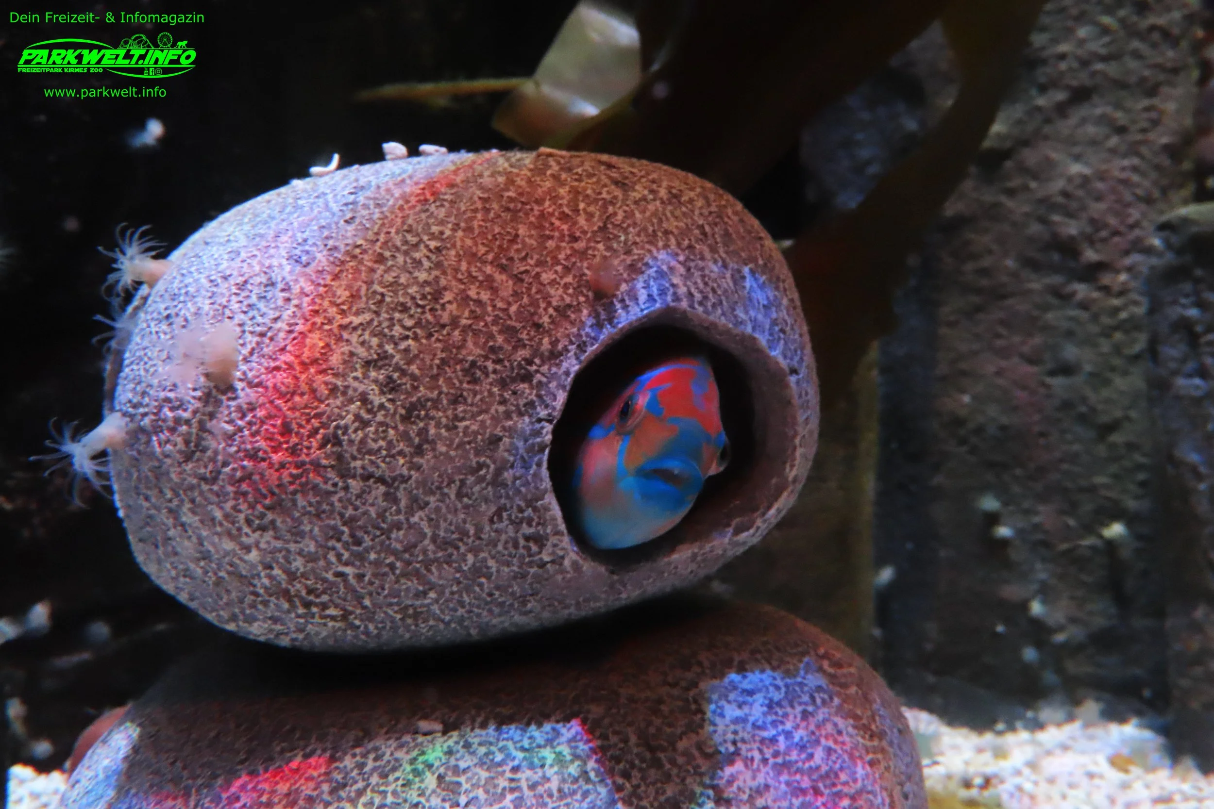 sea life speyer rheinland pfalz ausflugsziel aquarium info news bilder adresse merlin rabatt parkplatz adresse preise