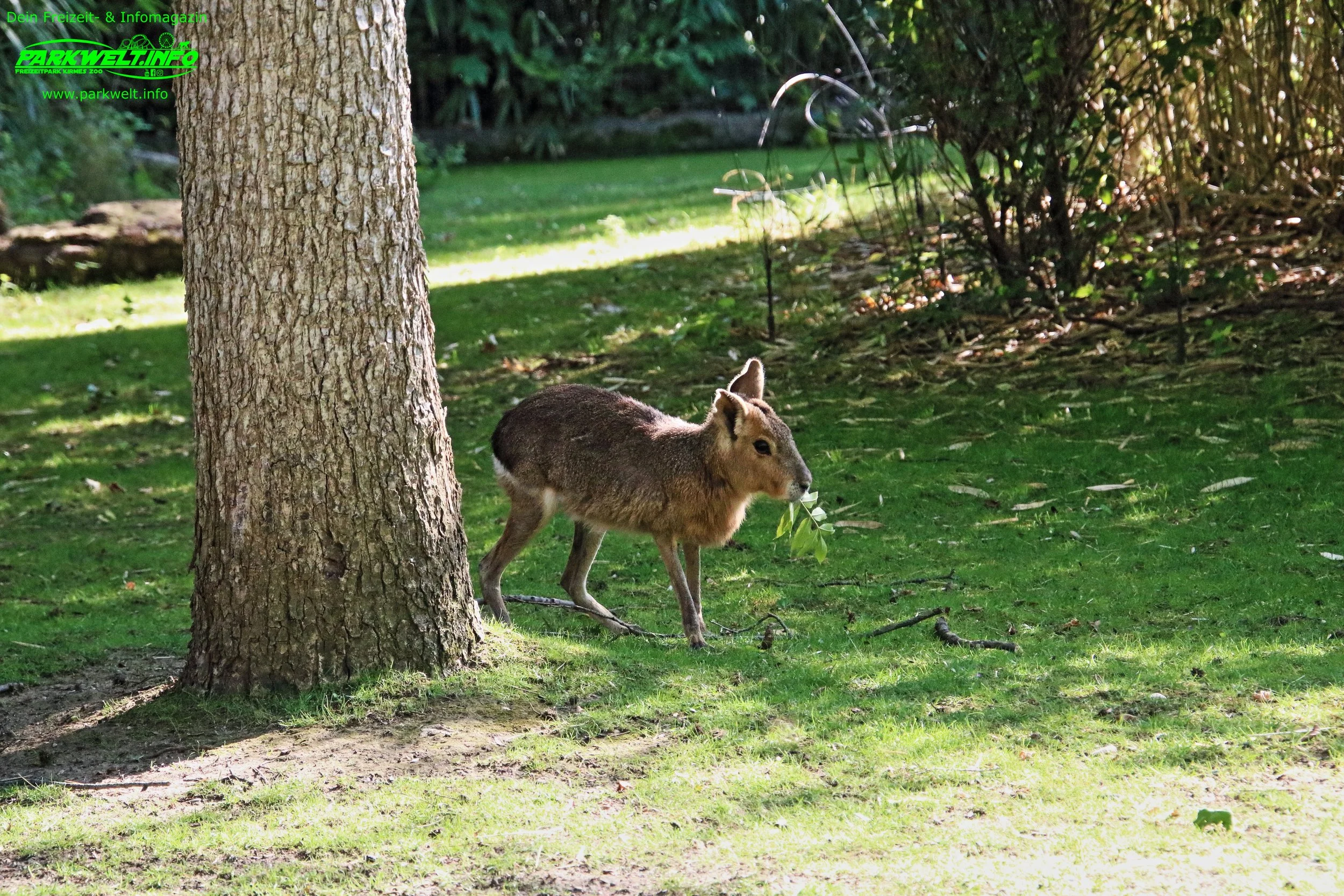Zoo Leipzig Sachsen Tiere Ausflugsziel Park Plan Infos News Bilder Anfahrt Adresse Preise Parkplatz Attraktionen
