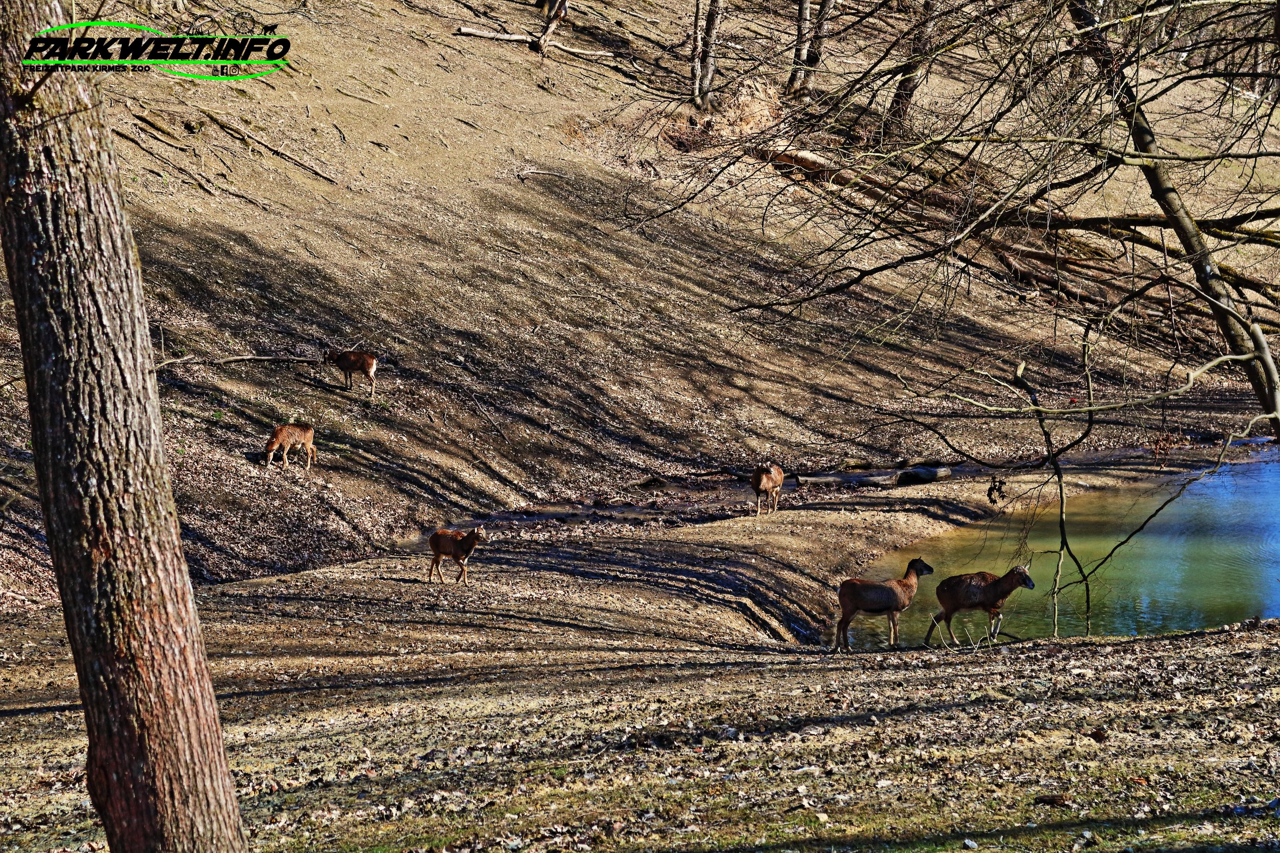 Wildpark Schmidt Tiere Zoo Infos News Park Plan Map Guide Adresse Parken Bilder Fotos Park Plan