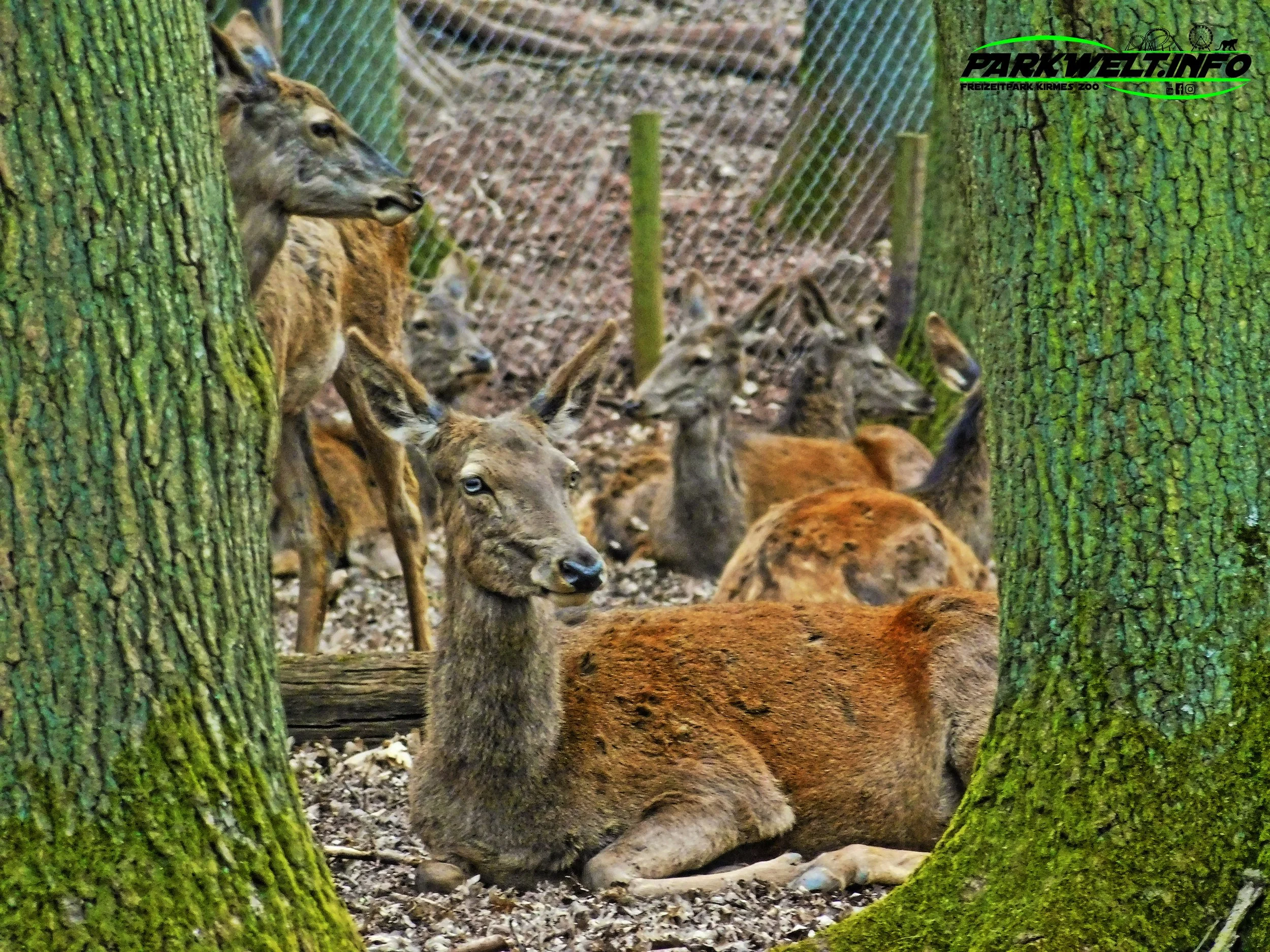 Hochwildpark Kommern Mechernich Wildpark Tierpark Zoo Wildtiere Preise Eintritt Anfahrt Park Plan Map Guide Fotos Bilder Rheinland Eifel