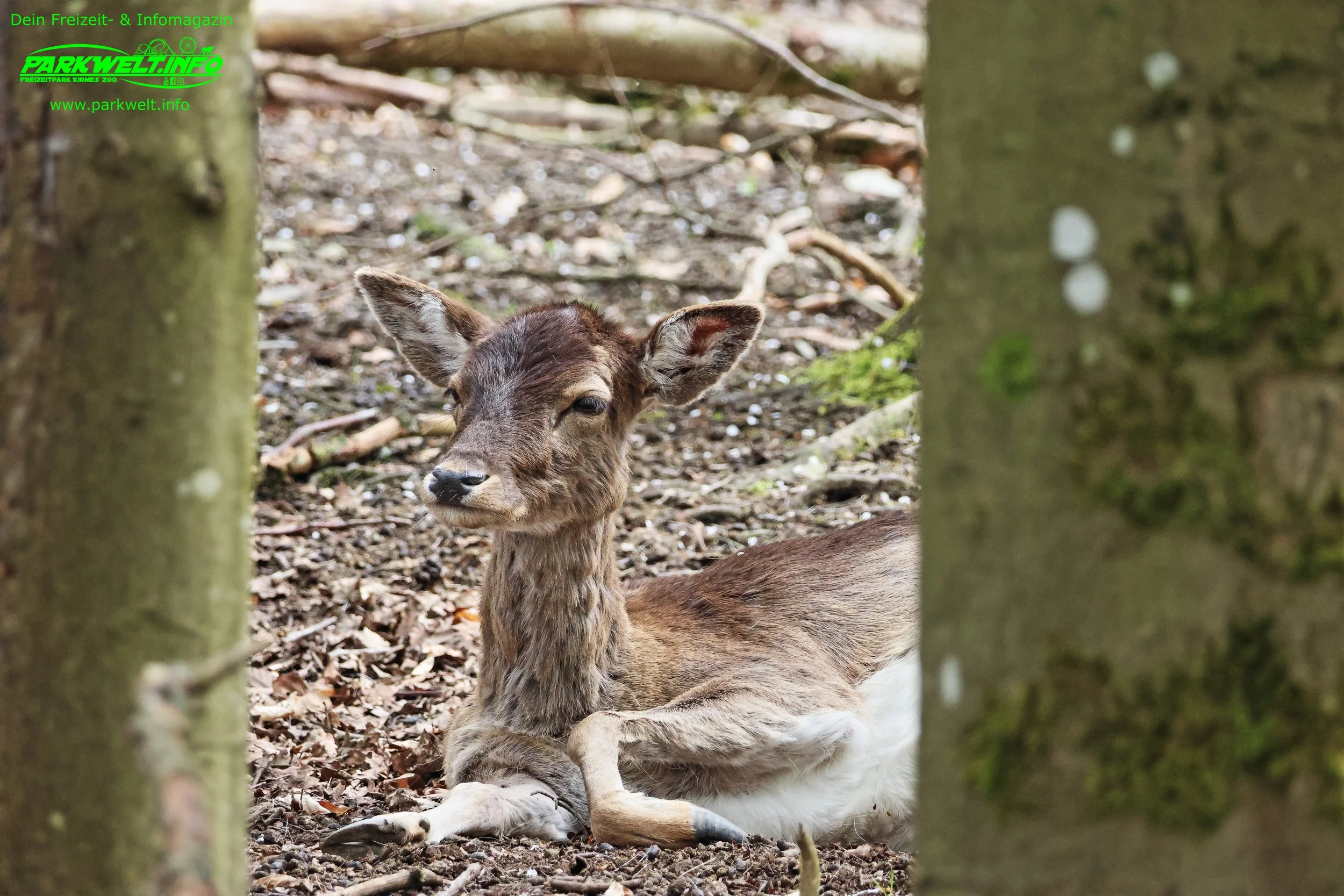 Tier Erlebnispark Bell Hunsrück Wildpark Zoo Tiere Attraktionen Adresse Preise Info Nilder Park Plan Map Guide Husky Show