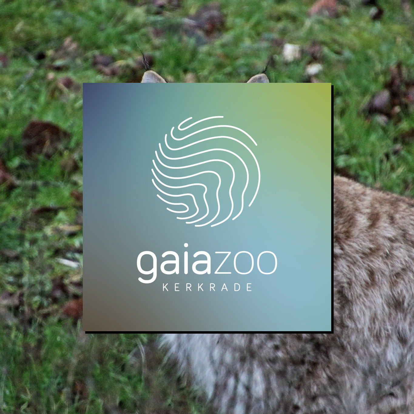 Logo vom GaiaZoo Kerkrade  Zoogelände GaiaZoo Gaia zoo Tiere Niederlande Holland Tierpark Kerkrade Info Adresse Anfahrt Parkplatz Tiere Park Plan map guide
