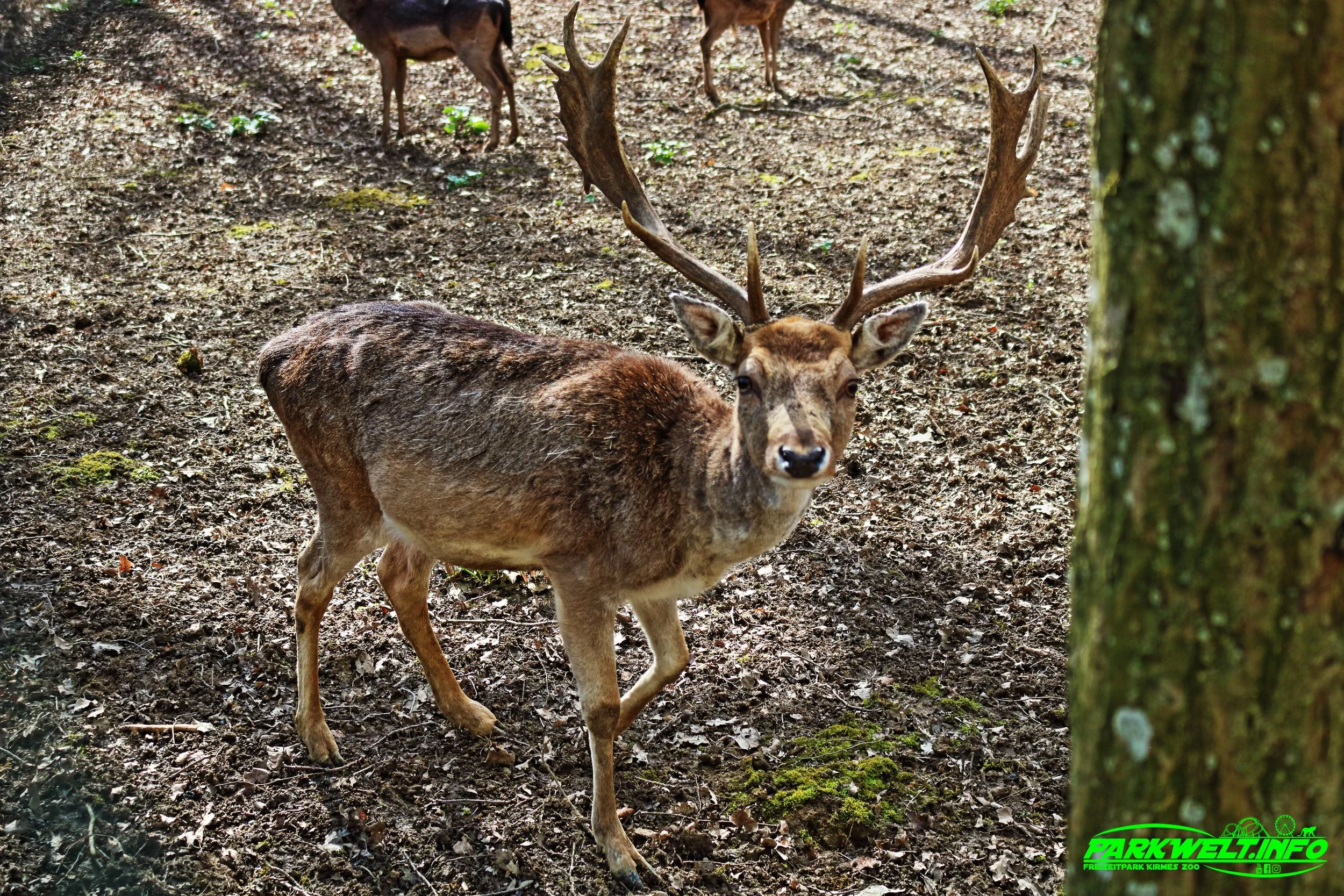 Parc Merveilleux Tierpark Zoo Bettembourg Luxemburg Luxembourg Freizeitpark Themepark Größter Tropenhaus Ausflugsziel Familie Kinder Attraktionen Fahrgeschäfte