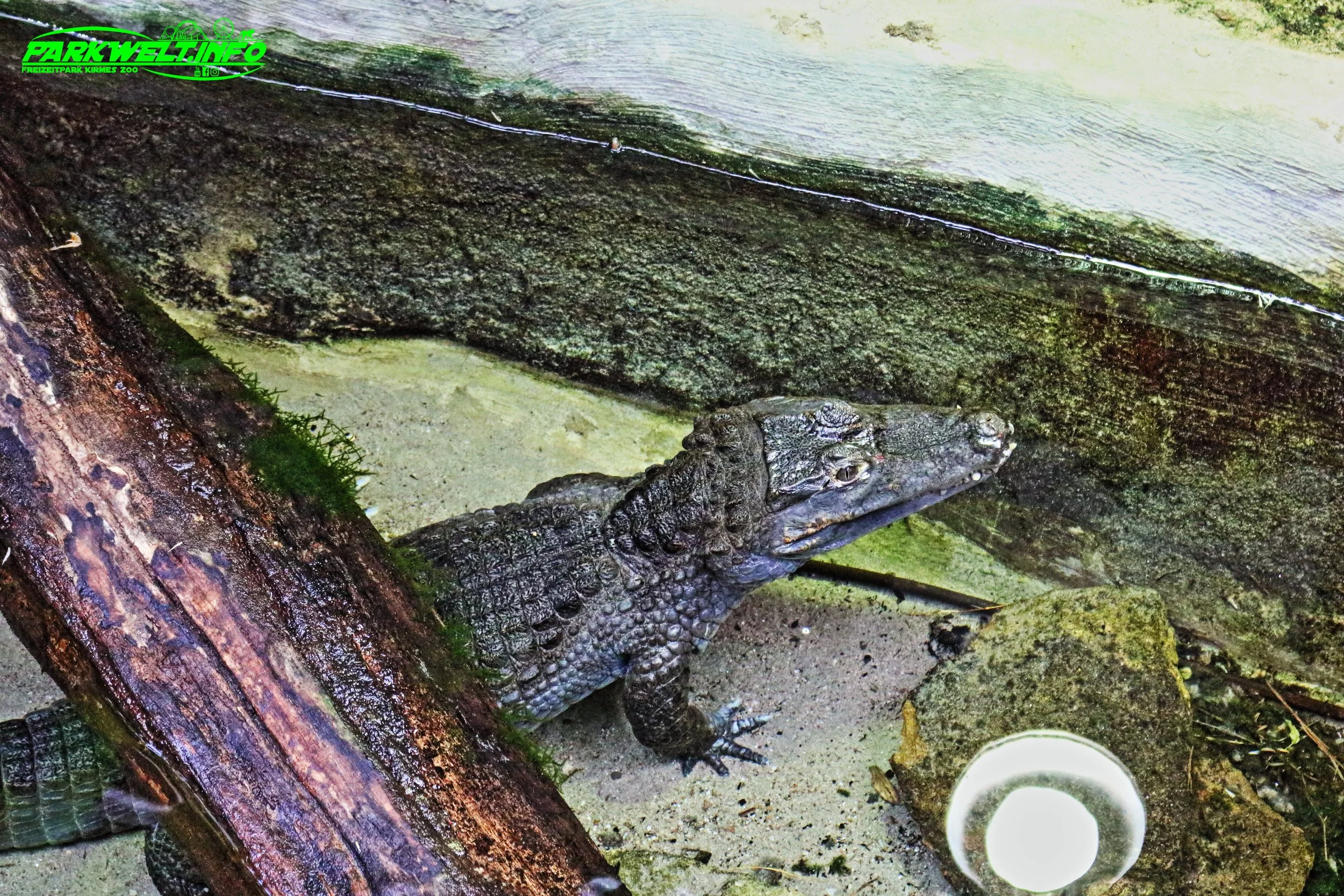 Amazonia Tropen Haus Parc Merveilleux Tierpark Zoo Bettembourg Luxemburg Luxembourg Freizeitpark Themepark Größter Tropenhaus Ausflugsziel Familie Kinder Attraktionen Fahrgeschäfte