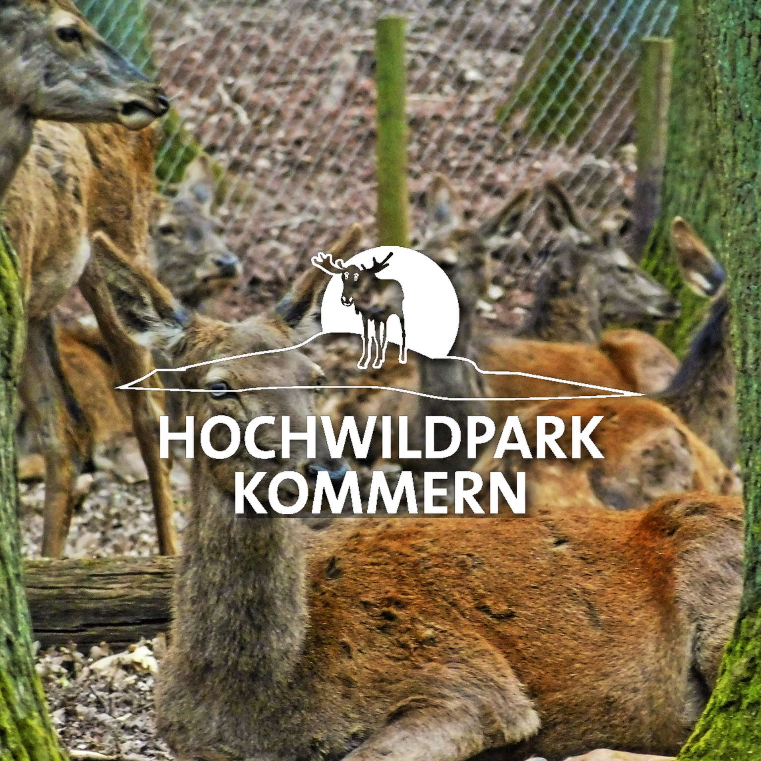 Tiergehege im Hochwildpark Kommern Hochwildpark Kommern Mechernich Wildpark Tierpark Zoo Wildtiere Preise Eintritt Anfahrt Park Plan Map Guide Fotos Bilder Rheinland Eifel 