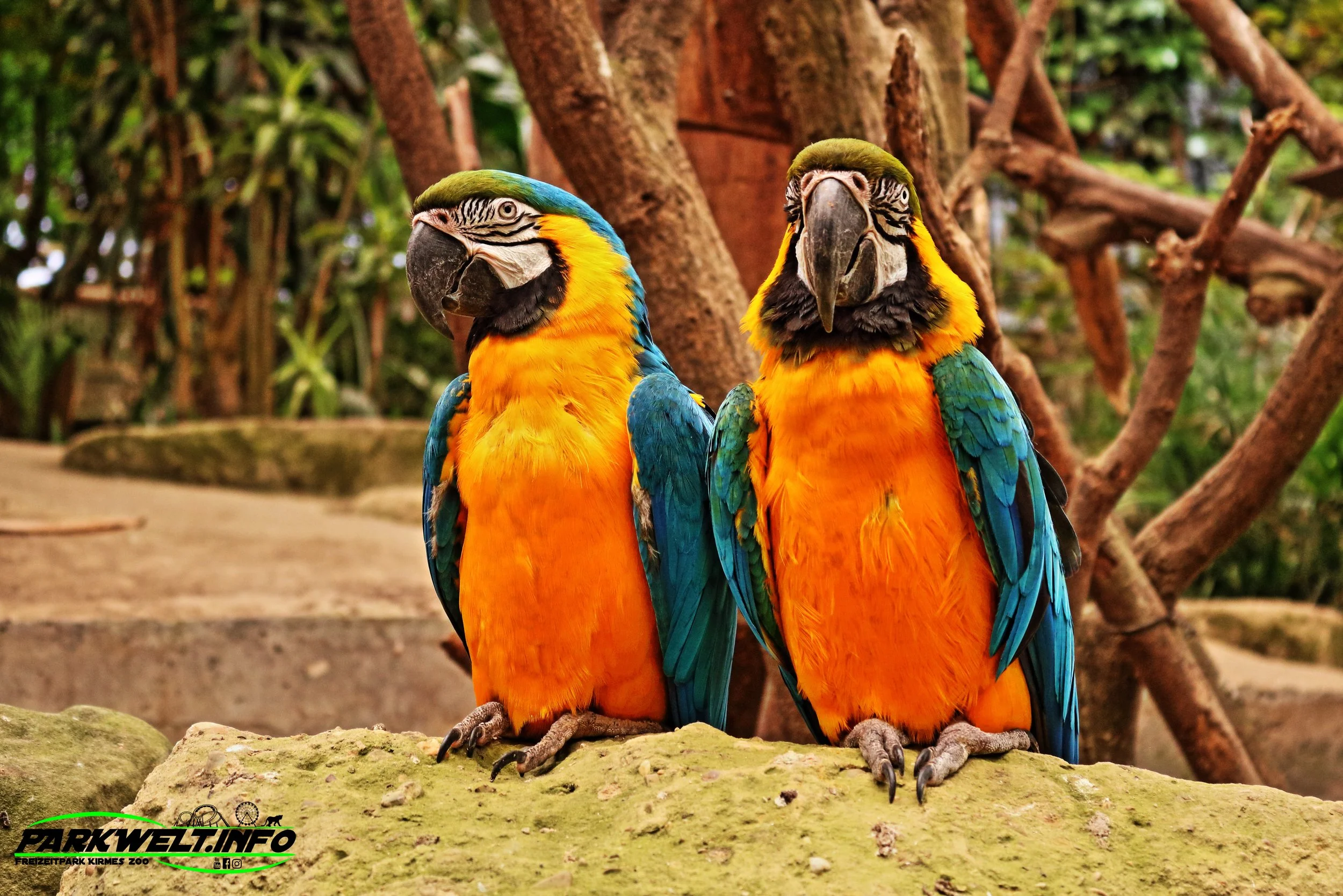 Mondo Verde Landgraaf Niederlande Holland Freizeitpark Zoo Wildpark Weltpark Gärten Blumen Attraktionen Fahrgeschäfte Infos Bilder Attractiepark Achterbahn